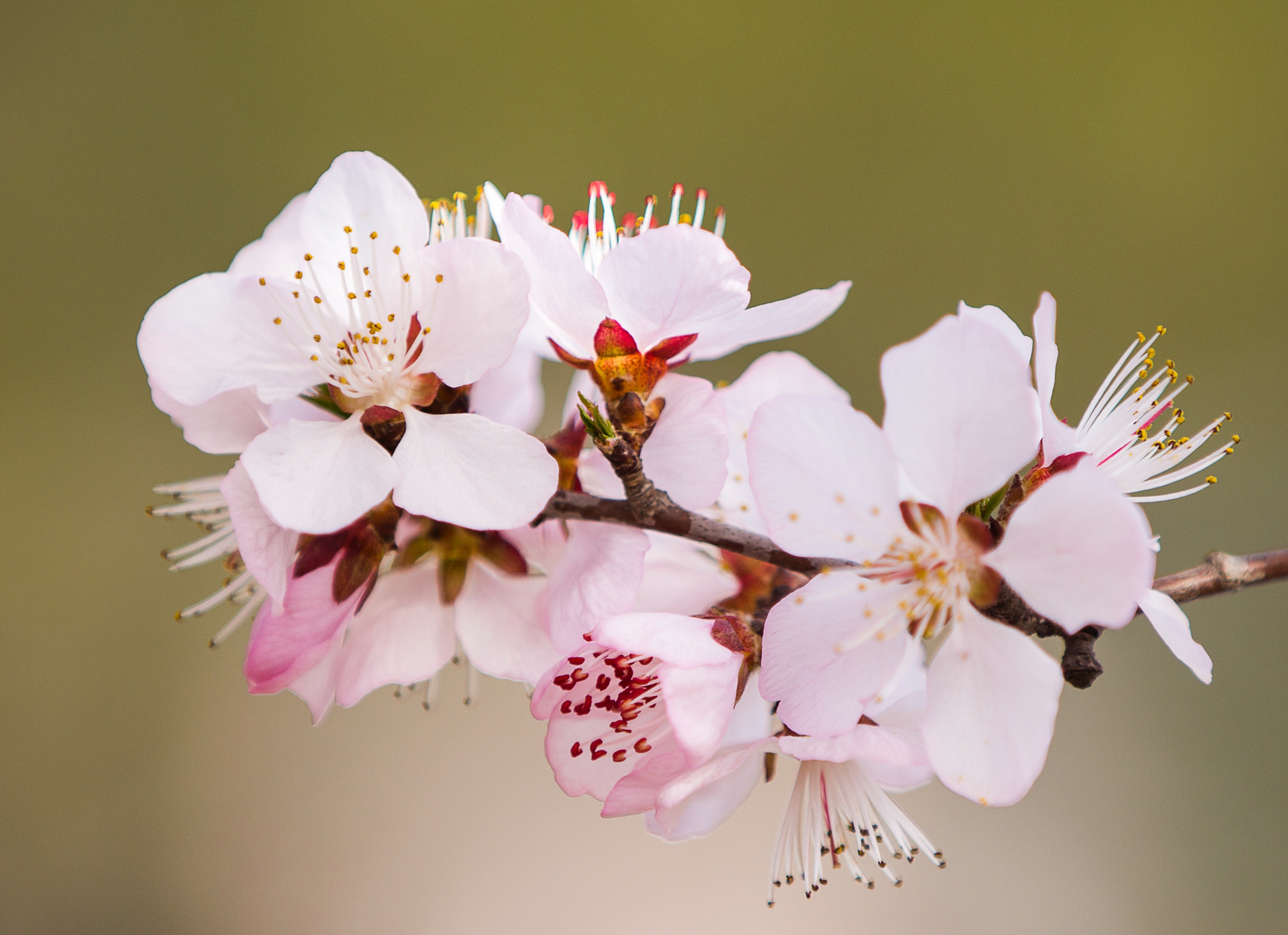 Canon EF 70-200mm F2.8L IS II USM sample photo. 桃花朵朵开 photography