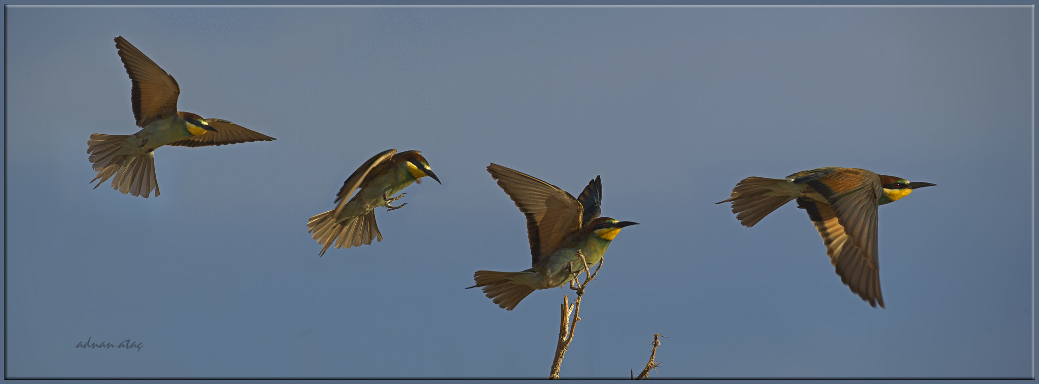 Sigma 300-800mm F5.6 EX DG HSM sample photo. Arıkuşu - merops apiaster - european bee eater photography