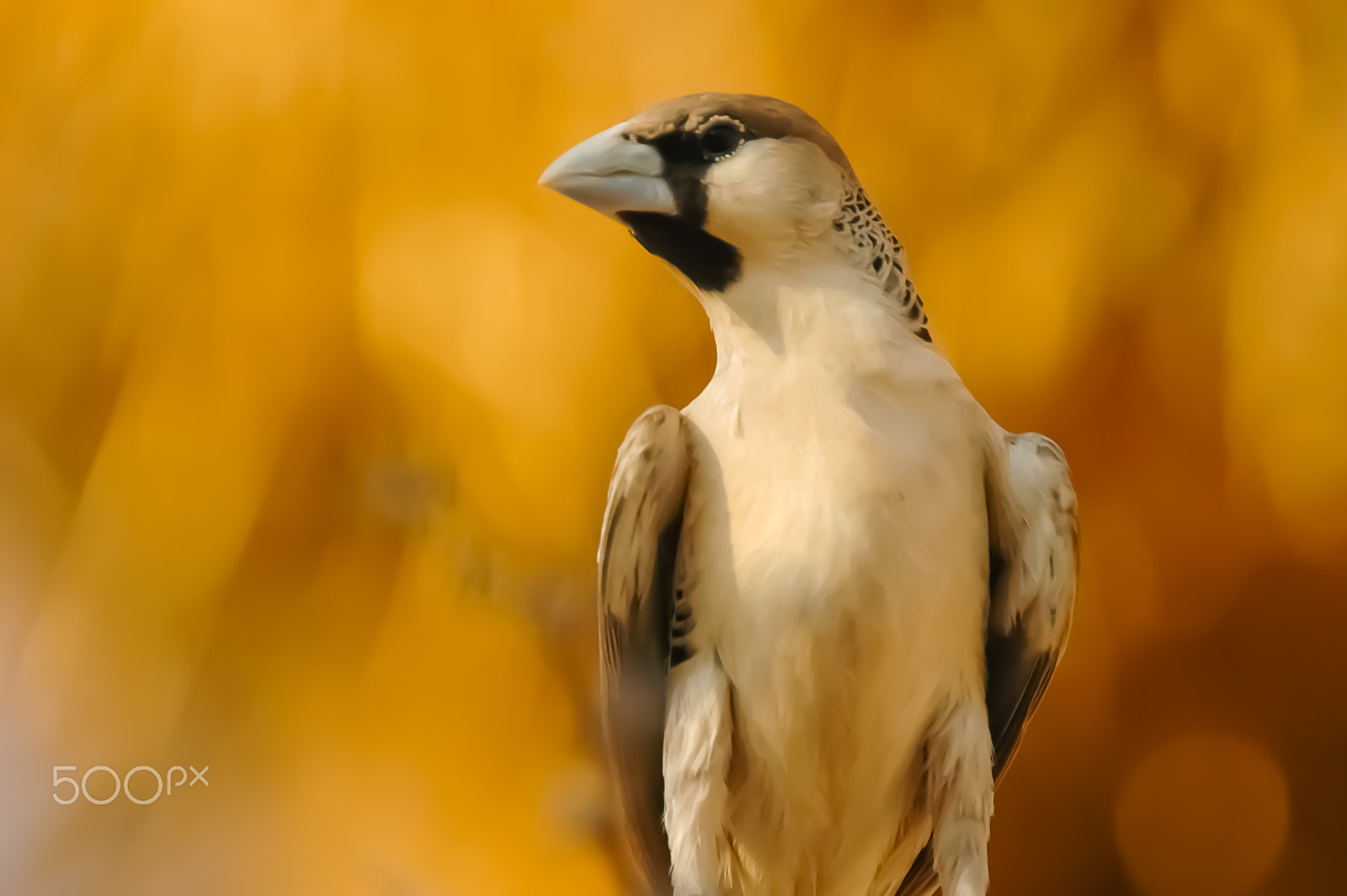 Nikon D70 + Sigma 135-400mm F4.5-5.6 APO Aspherical sample photo. Bird photography