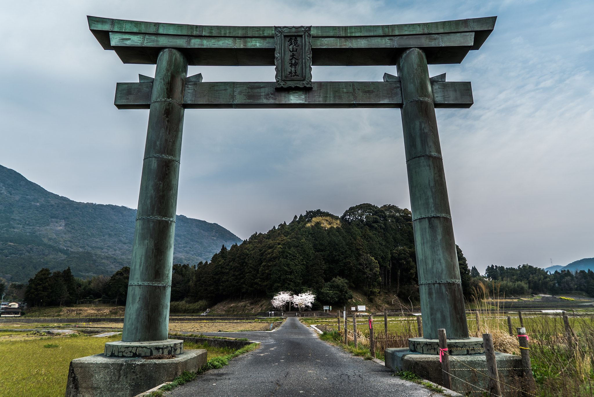 Cherry Blossoms in torii