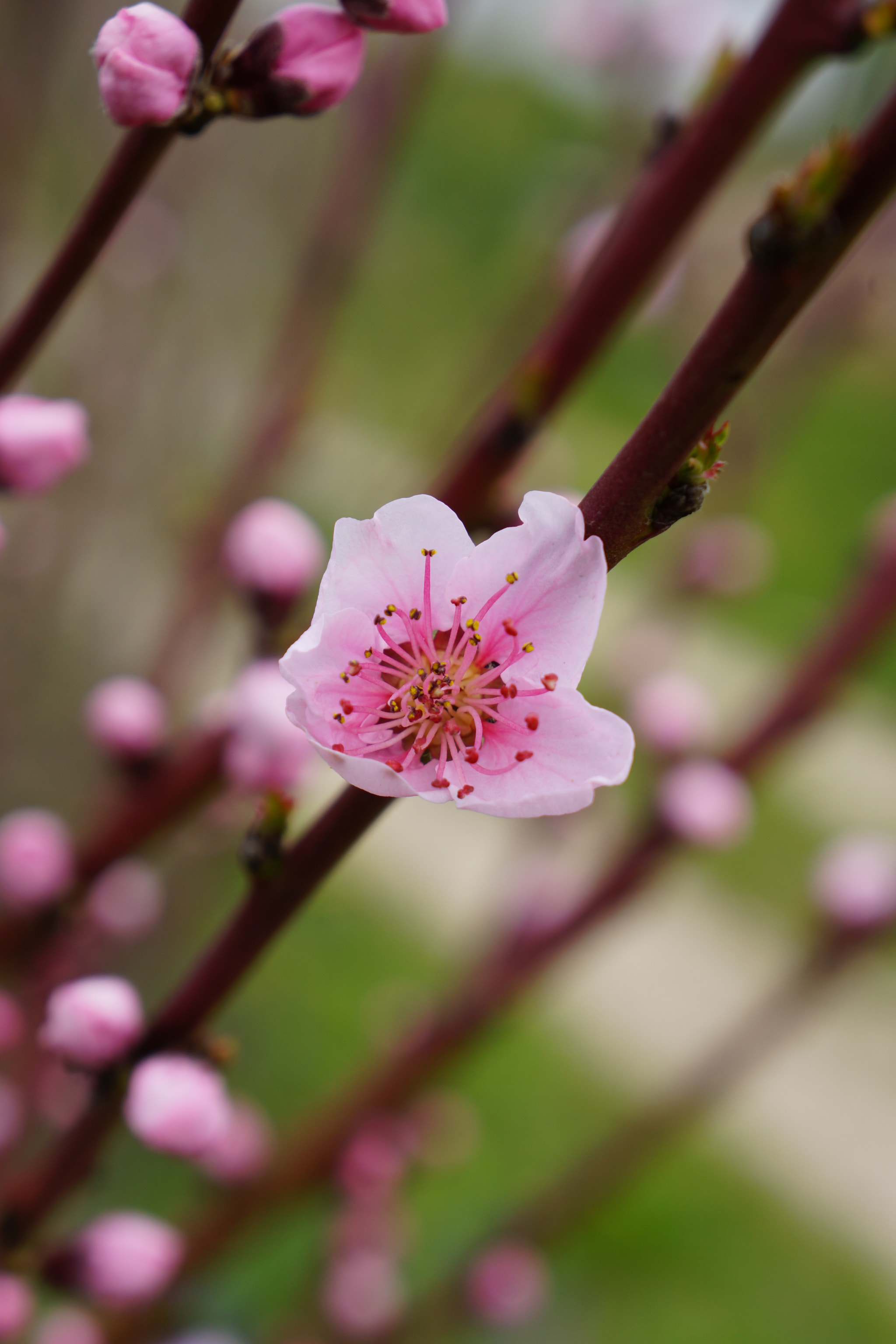 Sony E 18-55mm F3.5-5.6 OSS sample photo. Cherry blossom photography