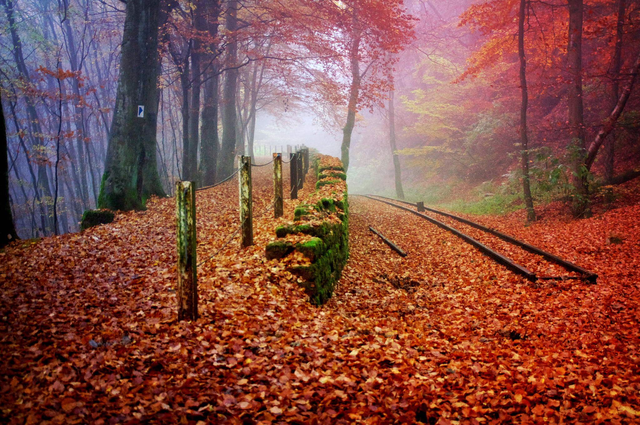 Sony DT 18-200mm F3.5-6.3 sample photo. Fog in forest photography