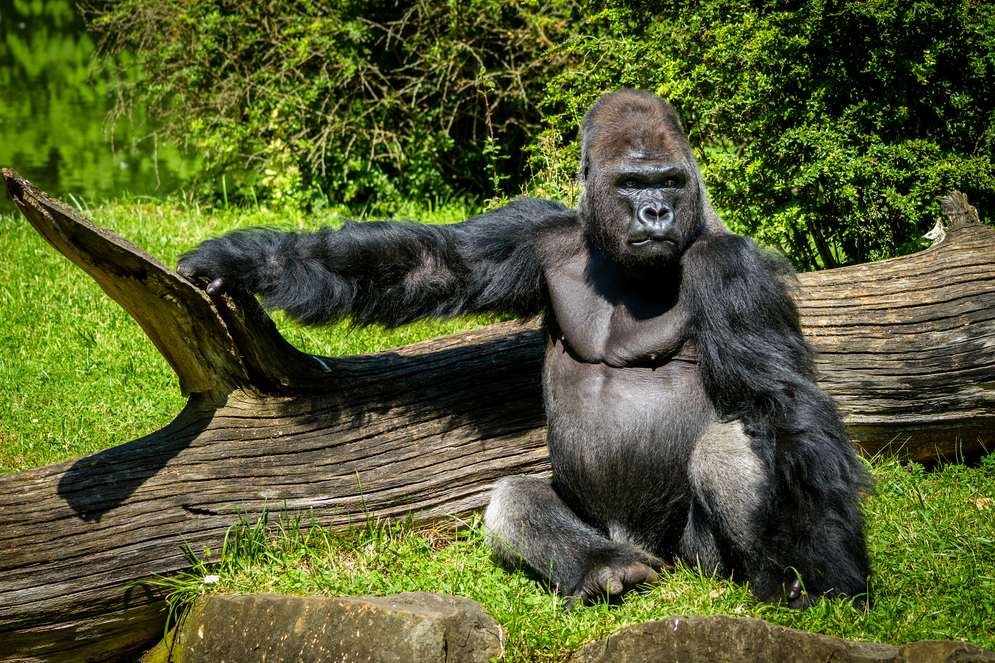 Canon EOS 7D + Canon EF 90-300mm F4.5-5.6 sample photo. Gorilla photography