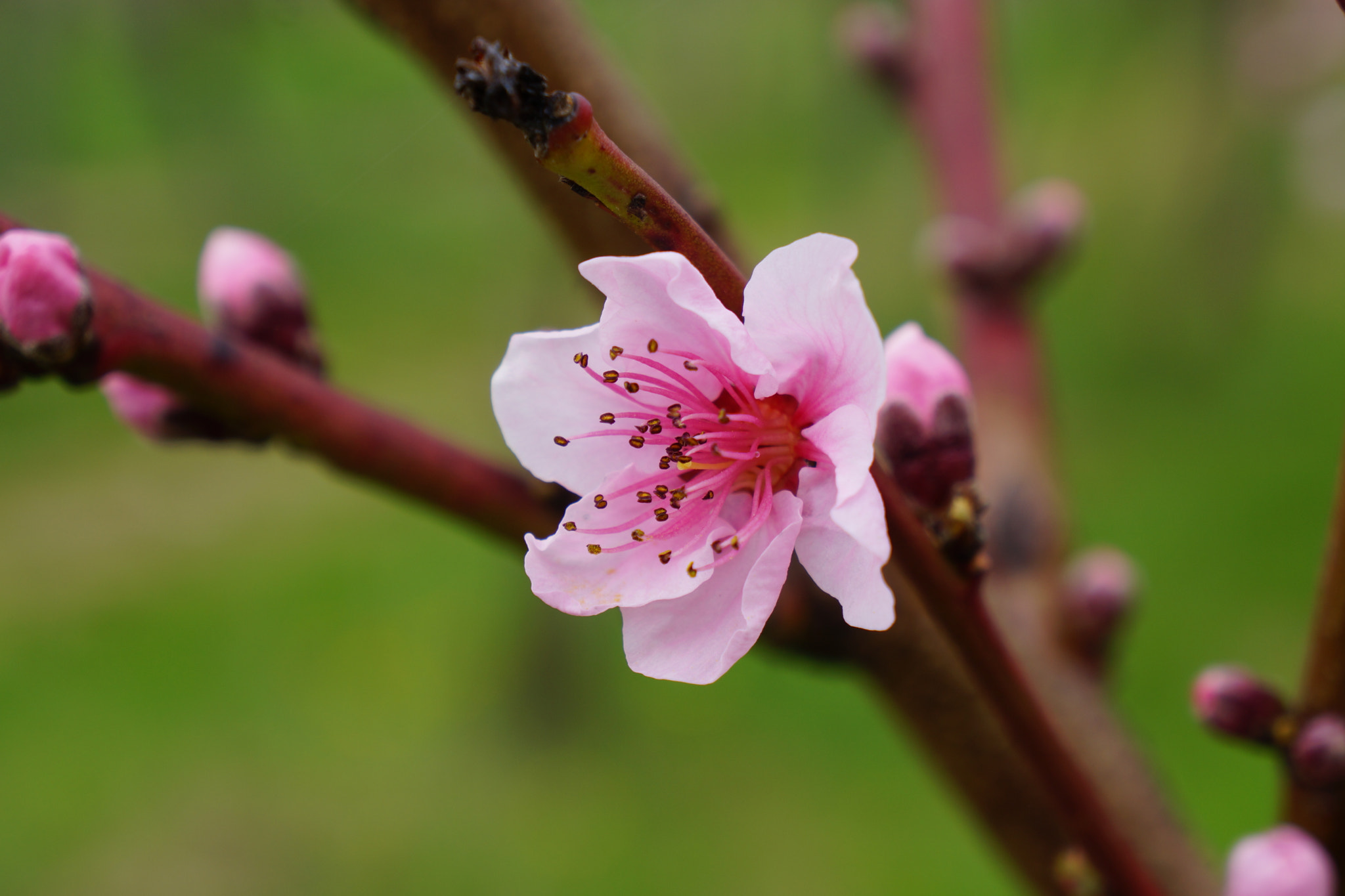 Sony E 18-55mm F3.5-5.6 OSS sample photo. Cherry blossom photography