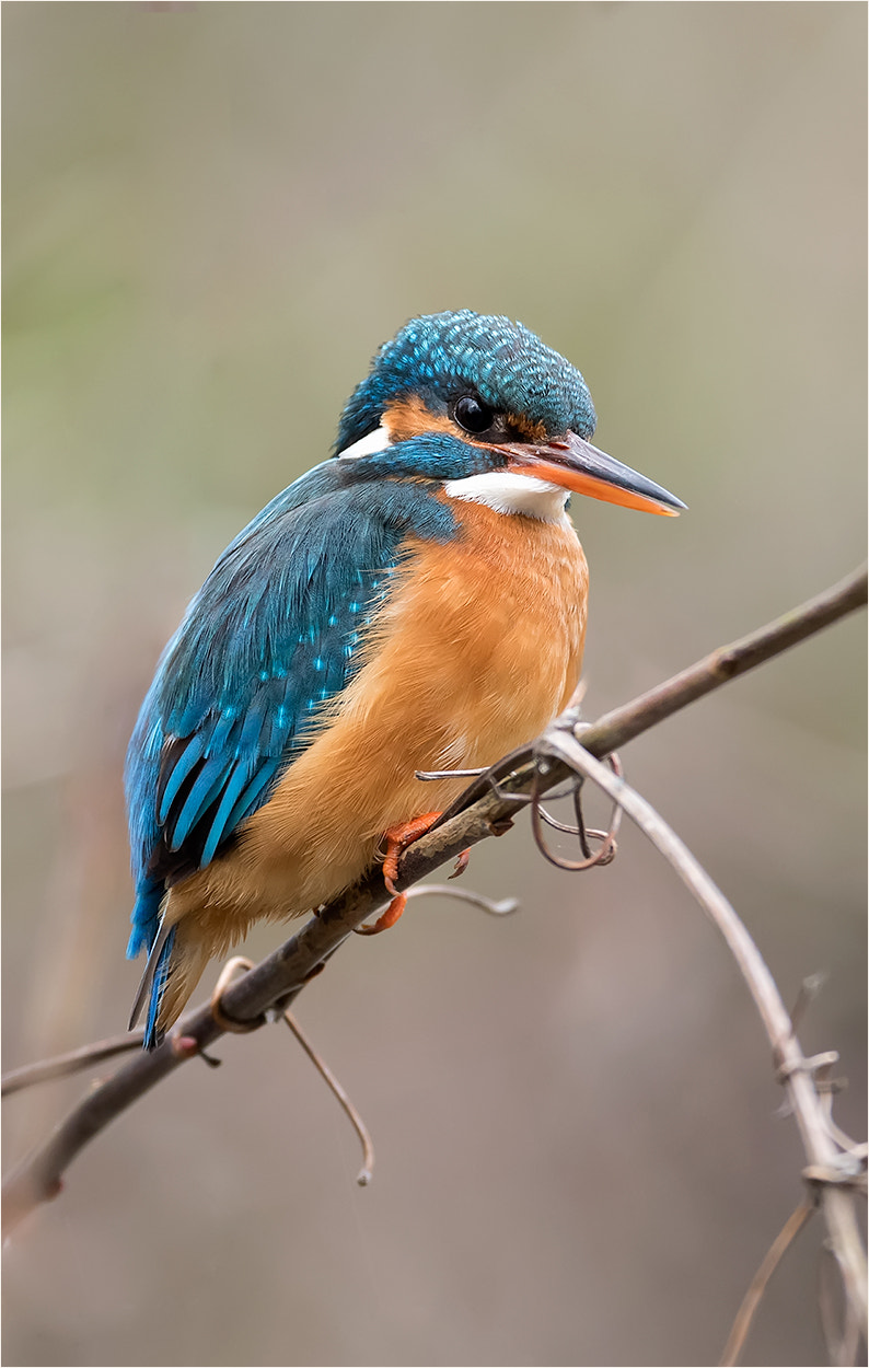 Nikon D810 + Nikon AF-S DX Nikkor 55-300mm F4.5-5.6G ED VR sample photo. Albedo at this / common kingfisher photography