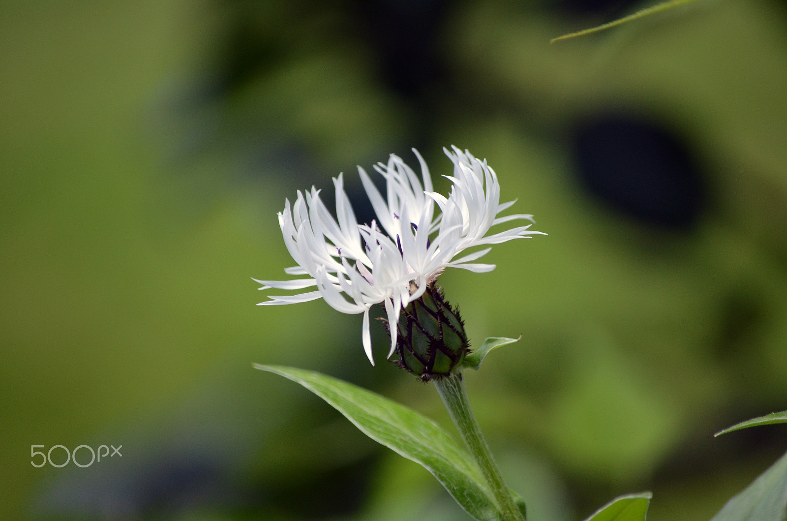 AF Zoom-Nikkor 28-105mm f/3.5-4.5D IF sample photo. White flower by tonnyfroyen.com photography