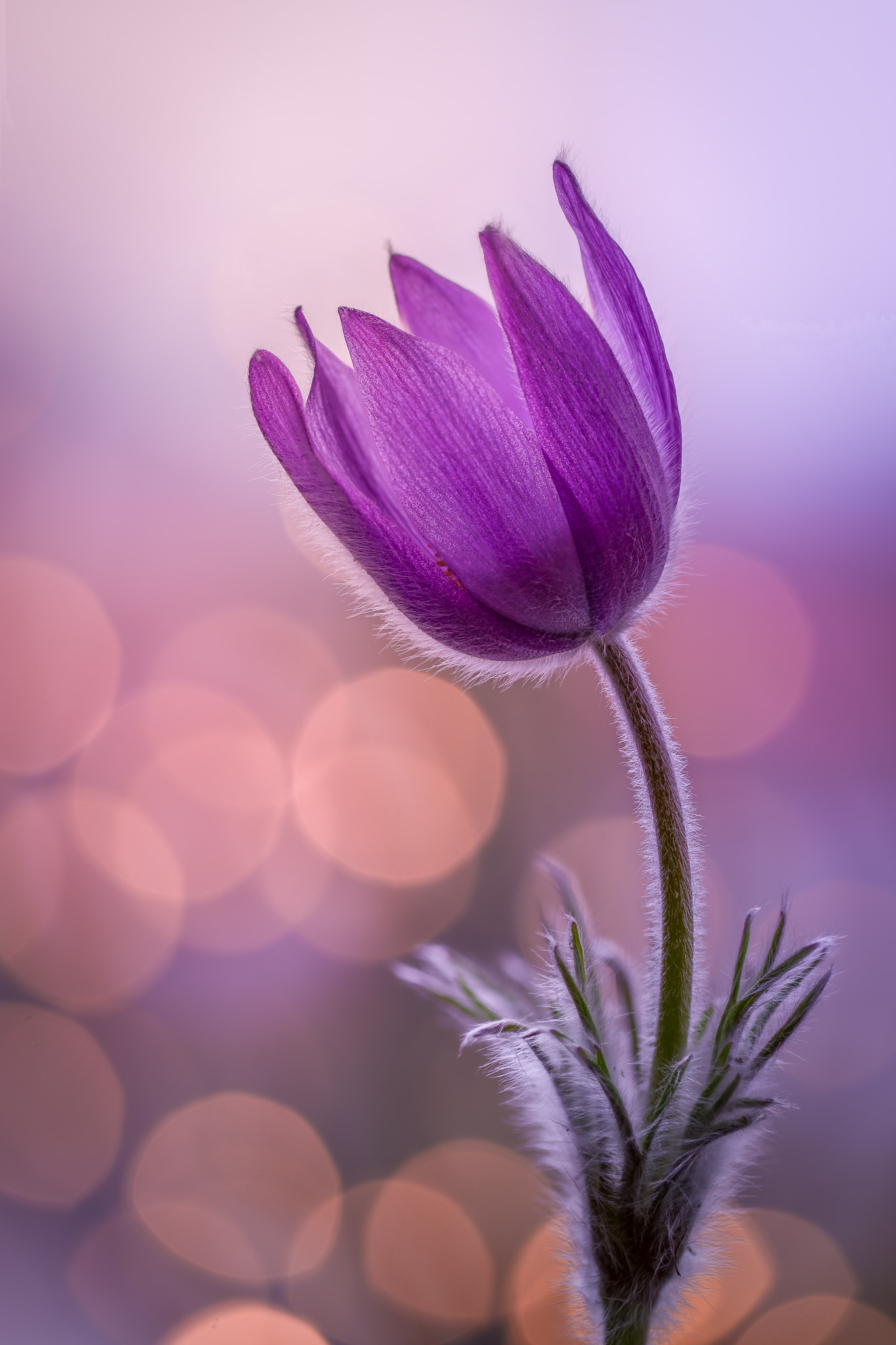 100mm F2.8 G SSM OSS sample photo. Into the light... photography