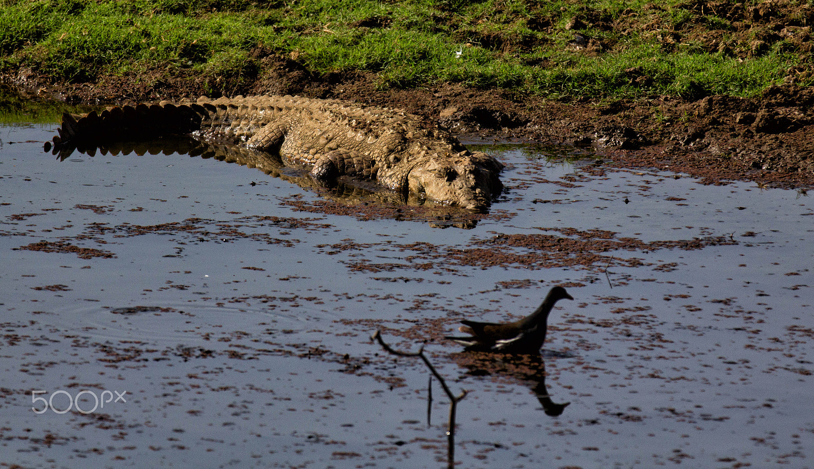 Canon EF 70-200mm F2.8L IS II USM sample photo. Predator and prey photography