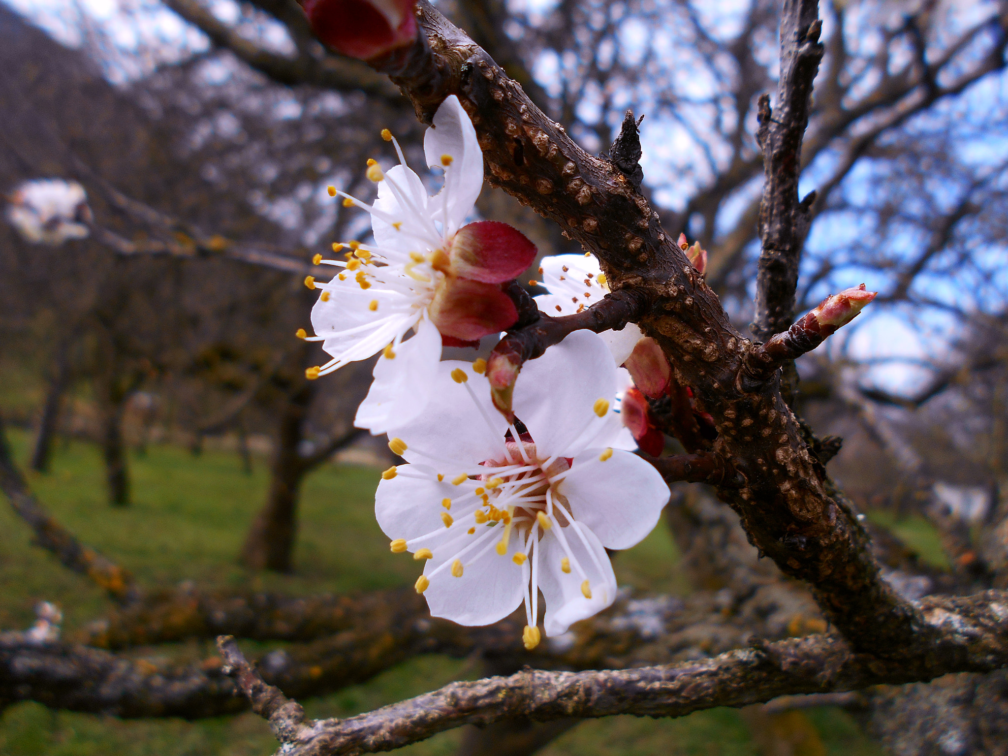 Nikon COOLPIX L30 sample photo. Apricot bloom photography