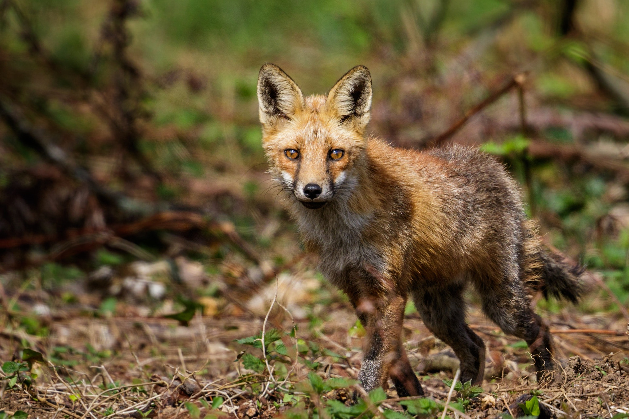 Canon EF 500mm F4L IS II USM sample photo. Red fox / vulpes vulpes / renard roux photography