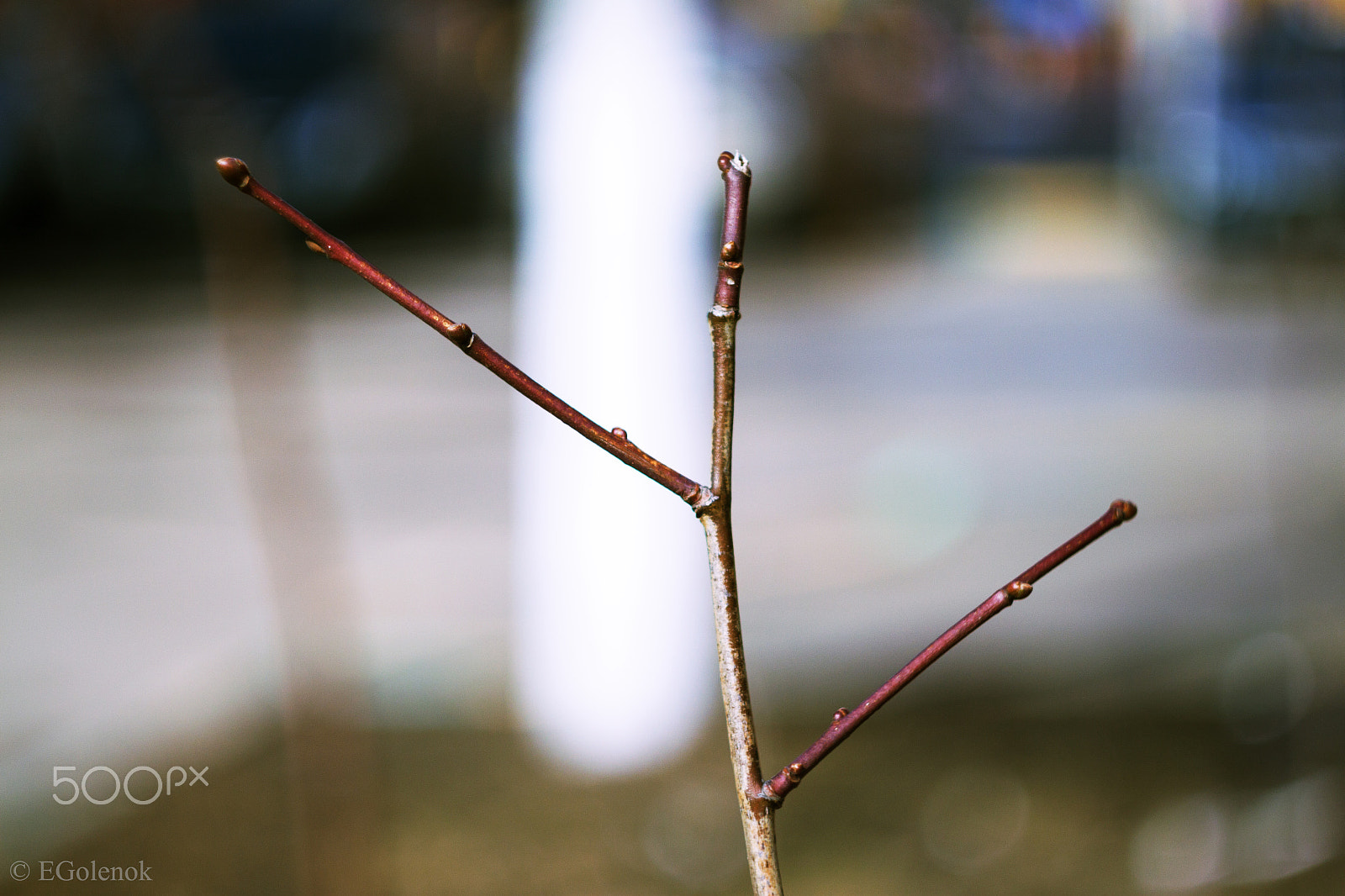 Canon EOS 500D (EOS Rebel T1i / EOS Kiss X3) sample photo. Branch photography