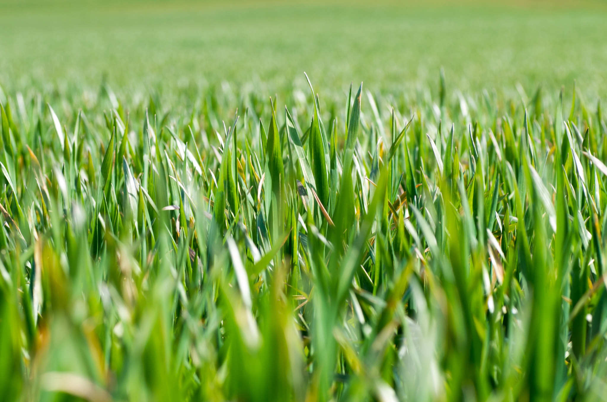 Pentax K-50 + Tamron SP AF 90mm F2.8 Di Macro sample photo. Swaying grass photography