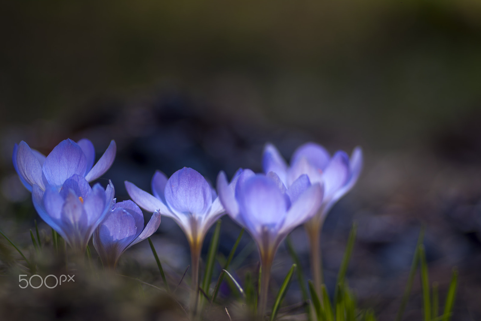 Pentax K20D + Pentax smc D-FA 100mm F2.8 macro sample photo. Crocuses photography