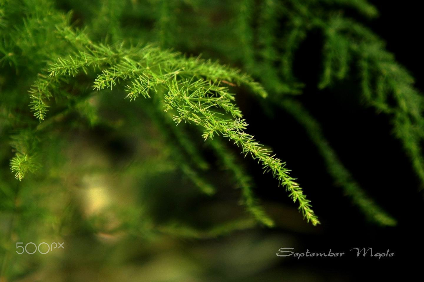 Sony NEX-5C sample photo. 雅致的文竹 photography