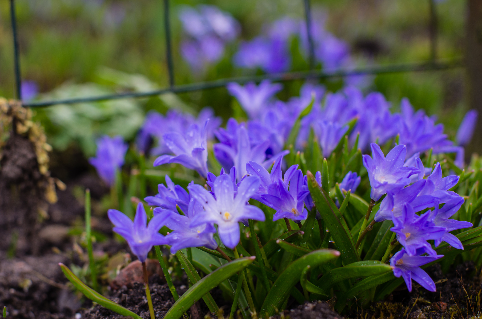 Pentax K-5 + Pentax smc FA 50mm F1.4 sample photo. Croci photography