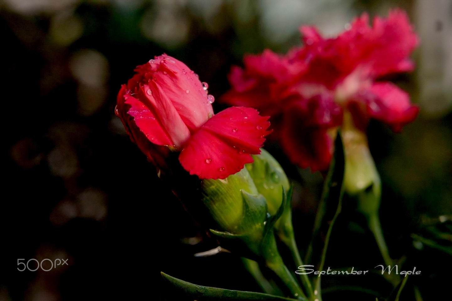 Sony NEX-5C sample photo. 初放的康乃馨 photography