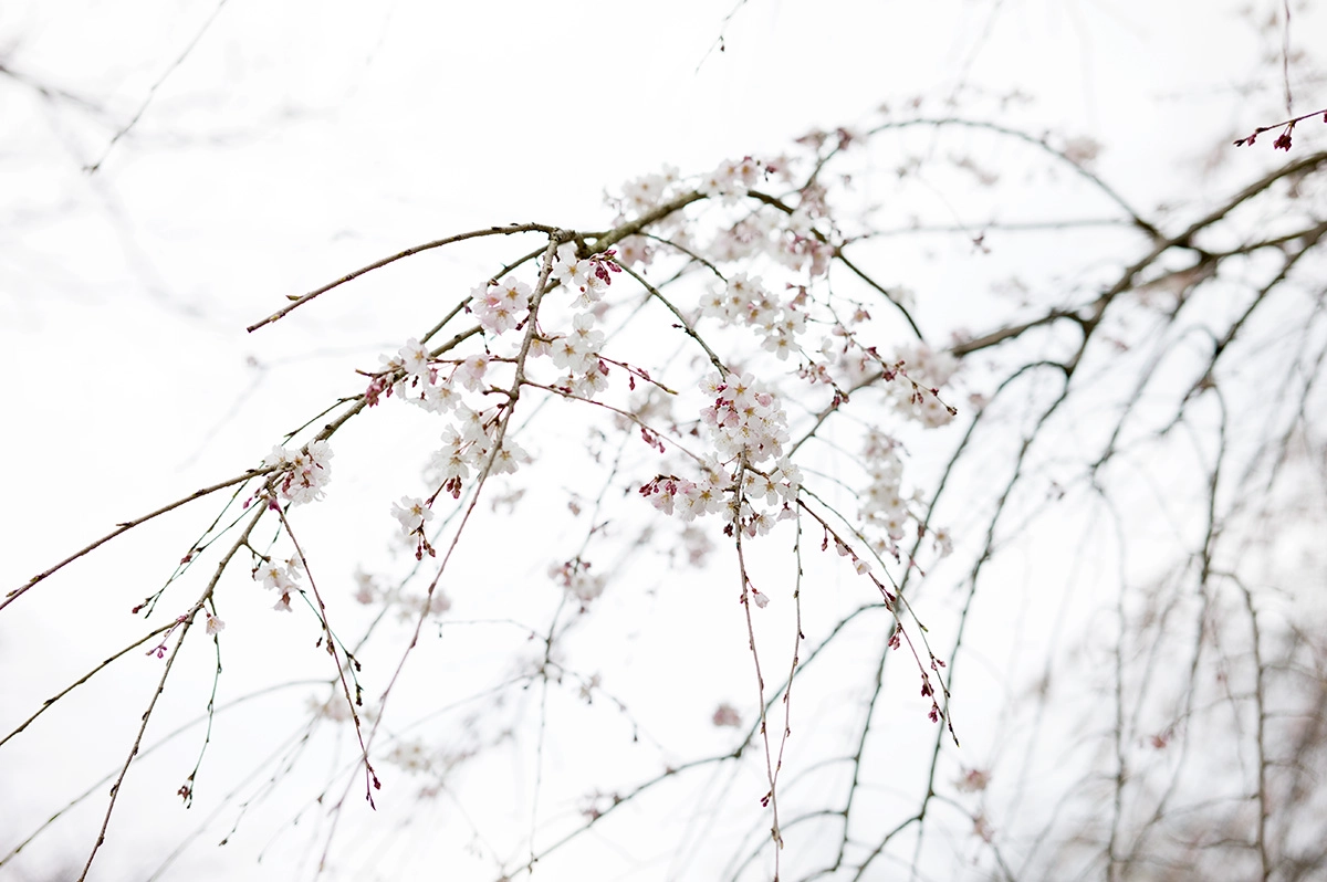 Leica M9 + Summilux-M 50mm f/1.4 (II) sample photo. Sakura photography