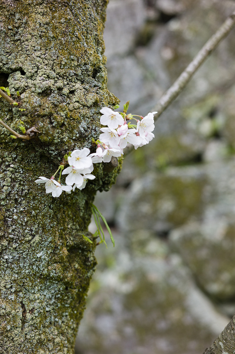 Leica M9 + Summilux-M 50mm f/1.4 (II) sample photo. Sakura photography