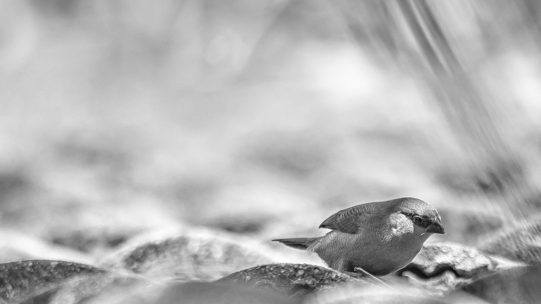 Sigma 150-500mm F5-6.3 DG OS HSM sample photo. Bird on the roof photography