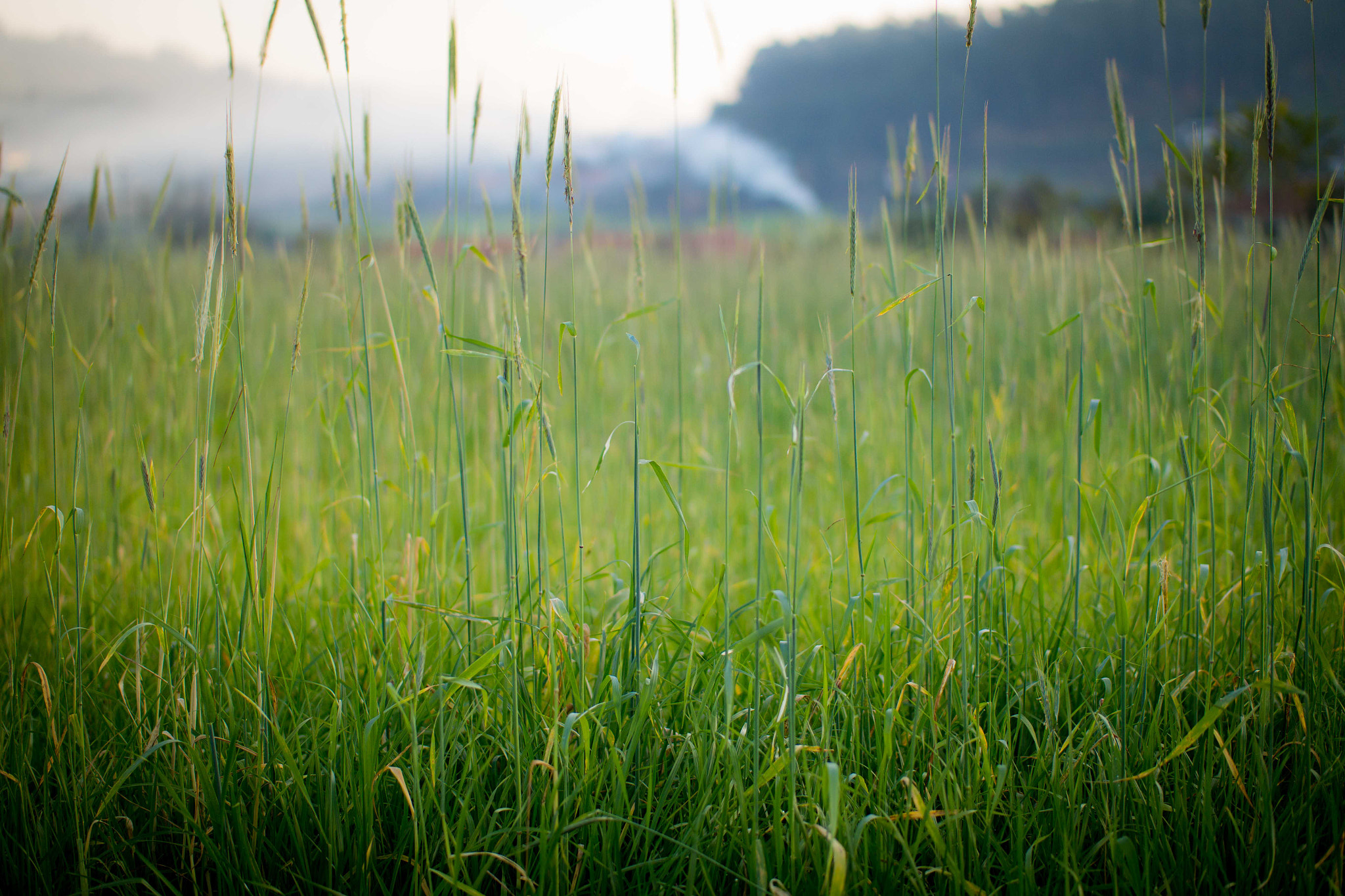 Samsung NX300M + NX 45mm F1.8 [T6] 2D/3D sample photo. Grass photography