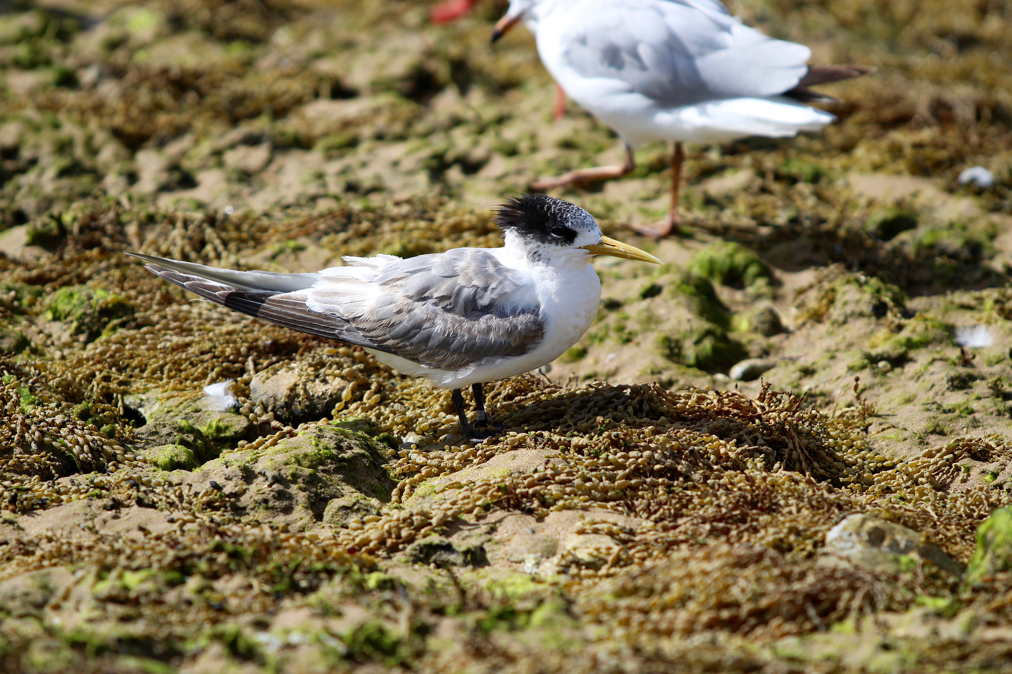 Canon EF 70-200mm F2.8L USM sample photo. White-fronted tern photography