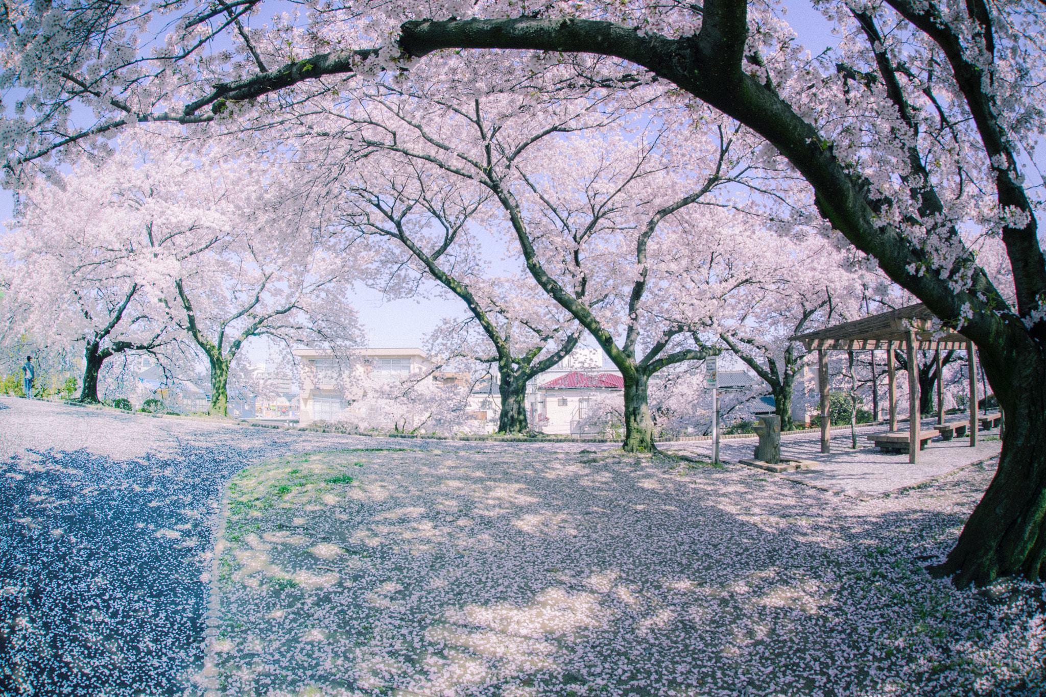 Nikon D610 + Sigma 15mm F2.8 EX DG Diagonal Fisheye sample photo