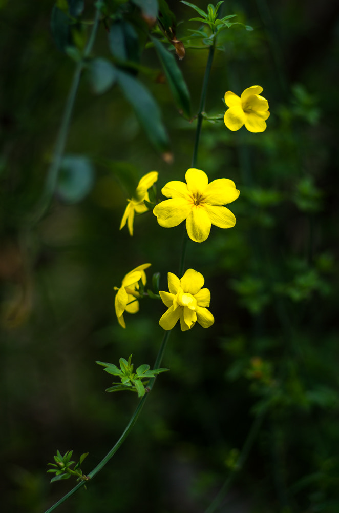 Pentax K-01 + Pentax smc FA 77mm 1.8 Limited sample photo. Flowers photography