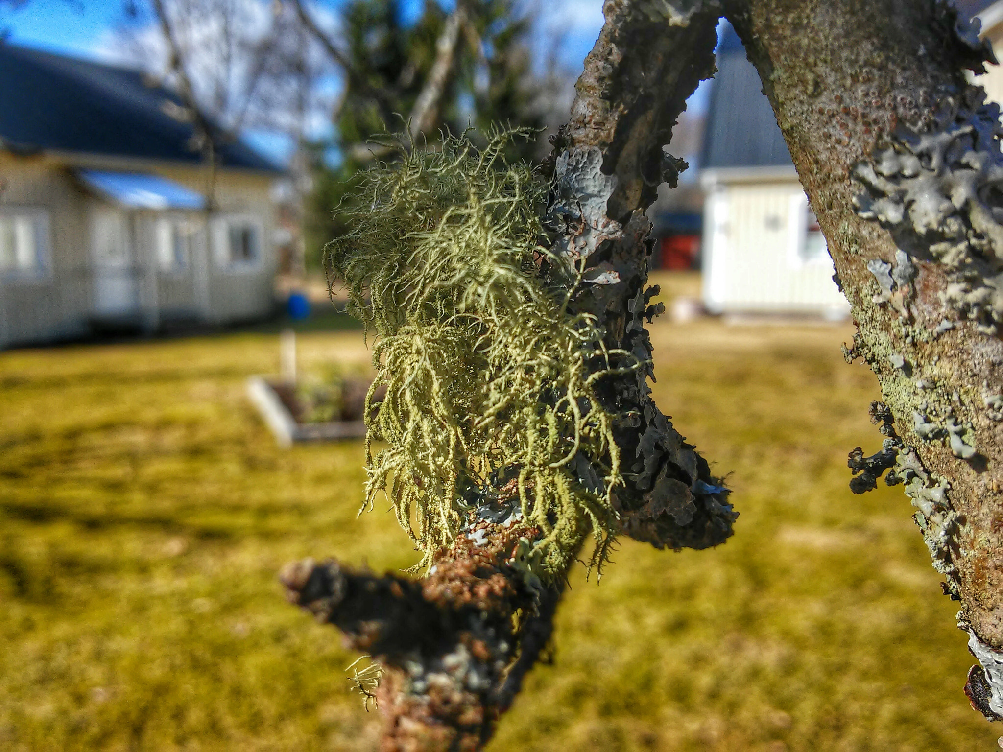 LG D620R sample photo. Moss photography