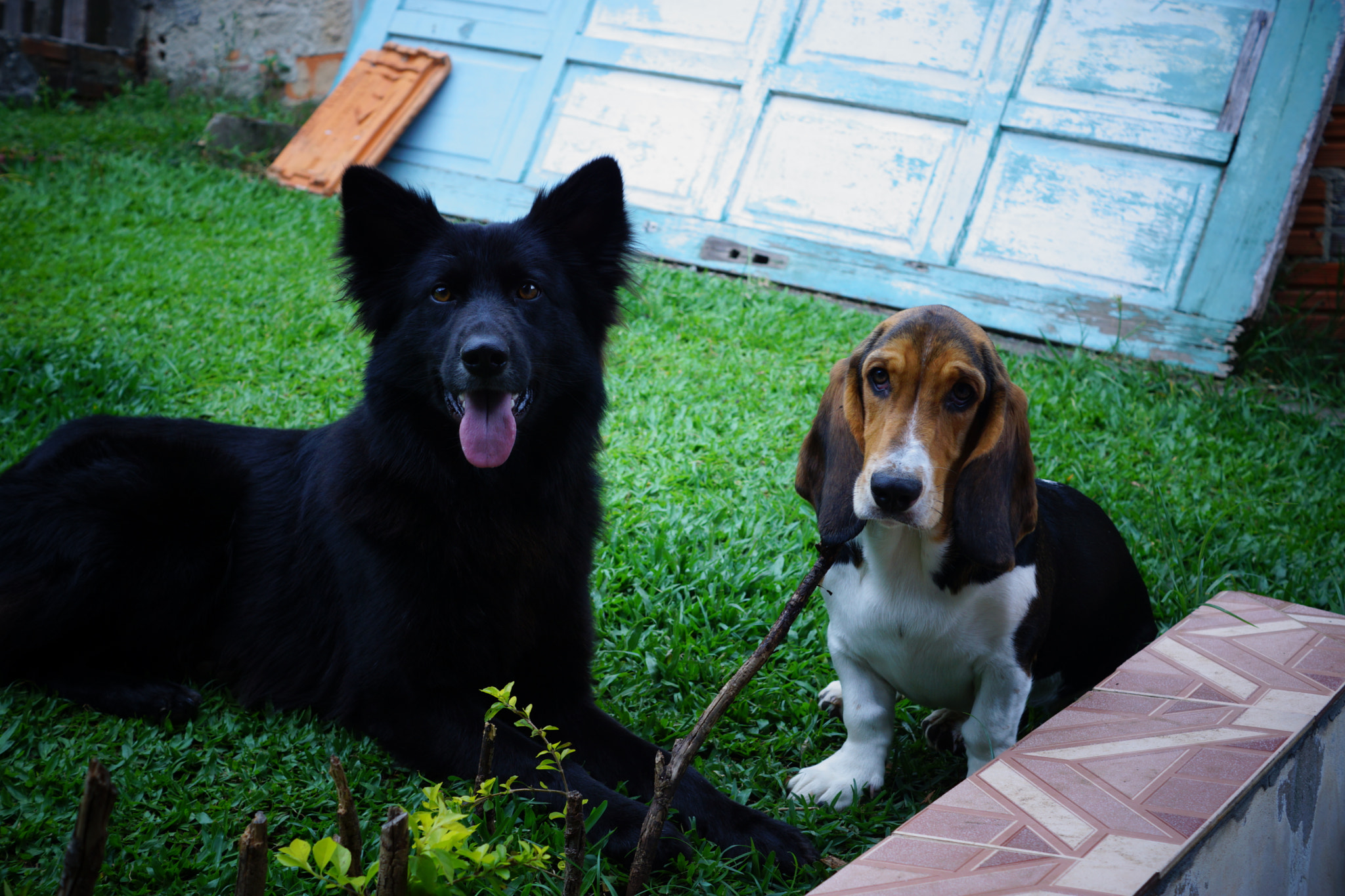 Sony SLT-A77 + Sony DT 35mm F1.8 SAM sample photo. Dogs photography