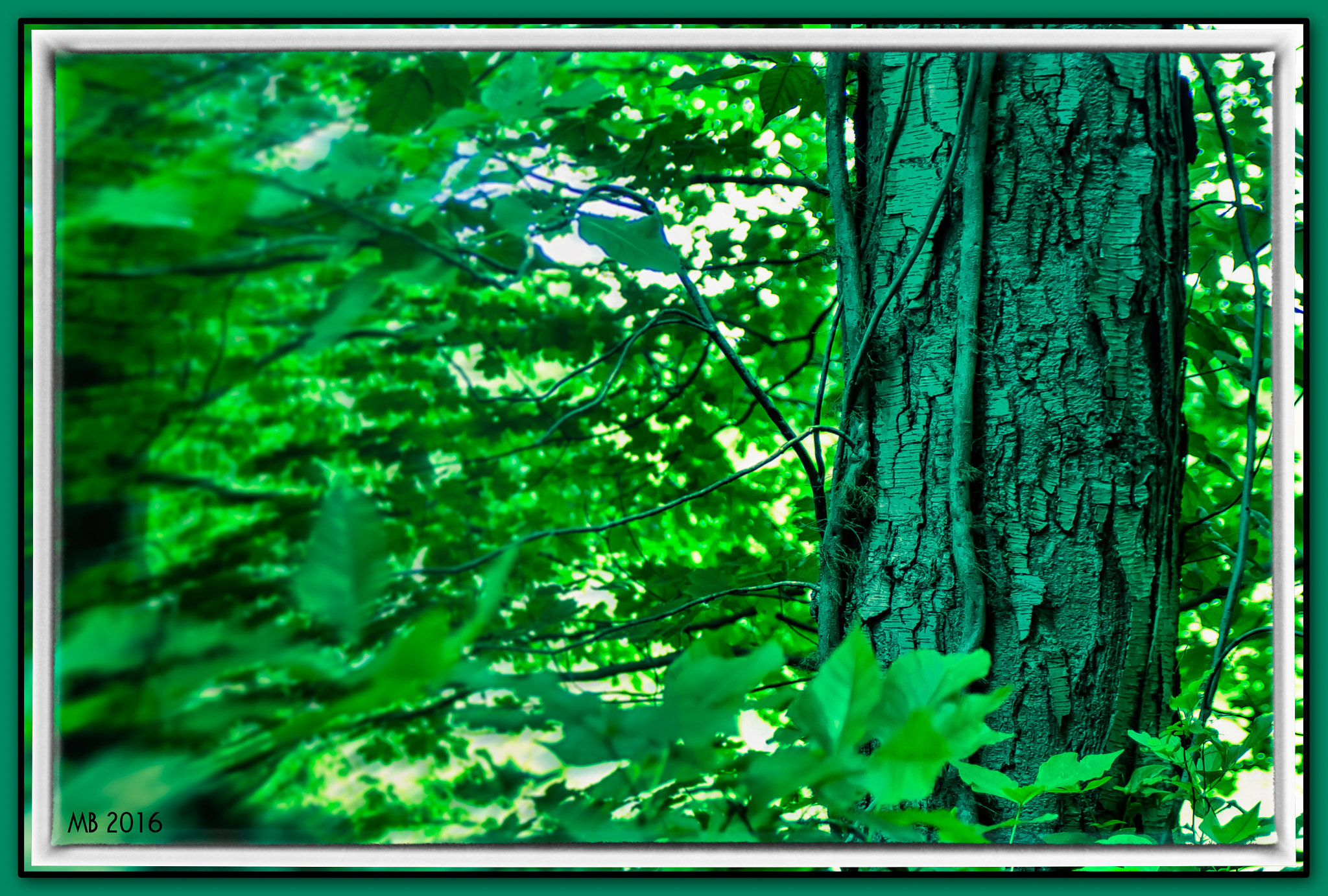 Pentax K-x + smc PENTAX-FA 28-80mm F3.5-5.6 AL sample photo. A tree with it's roots looking everywhere for some water. looks like a mable to me. guiffrida... photography