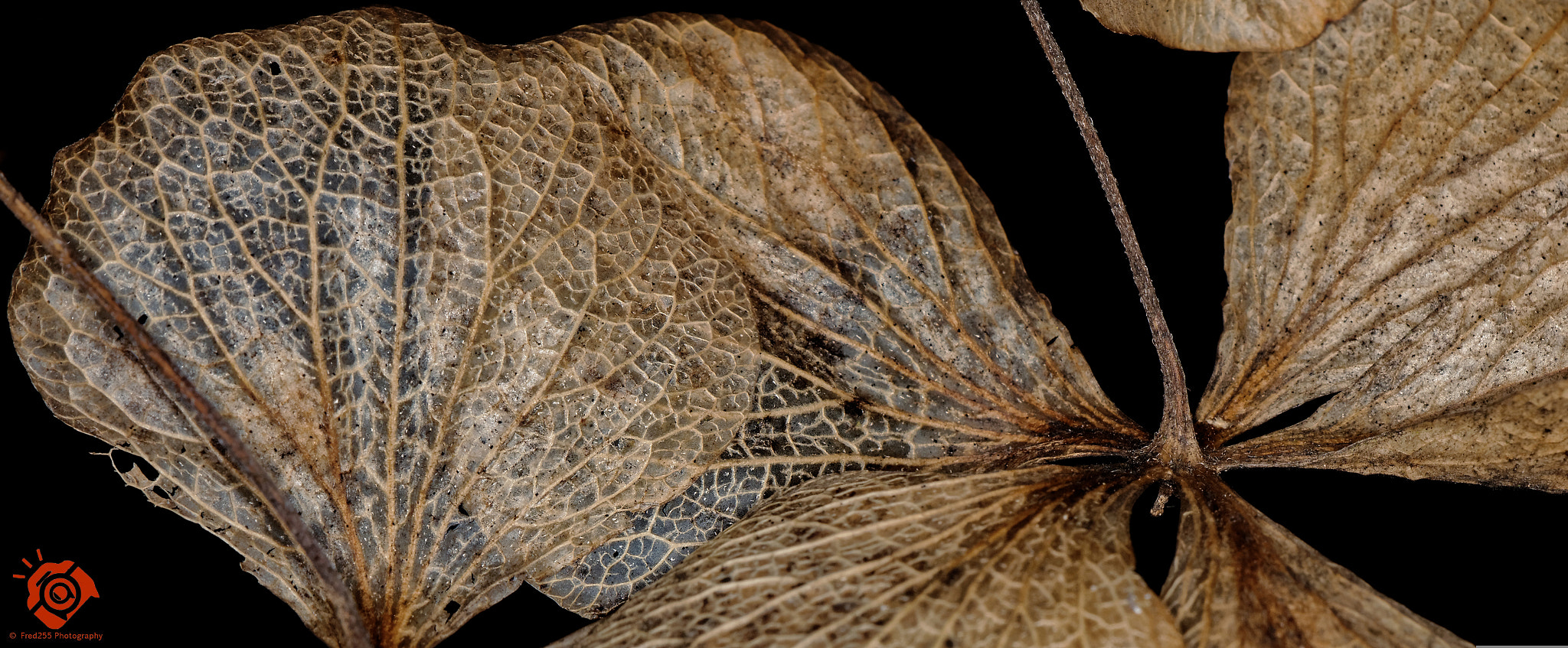 Canon EOS 5DS R + Sigma APO Macro 150mm f/2.8 EX DG HSM sample photo. Dead hydrangea leaf photography