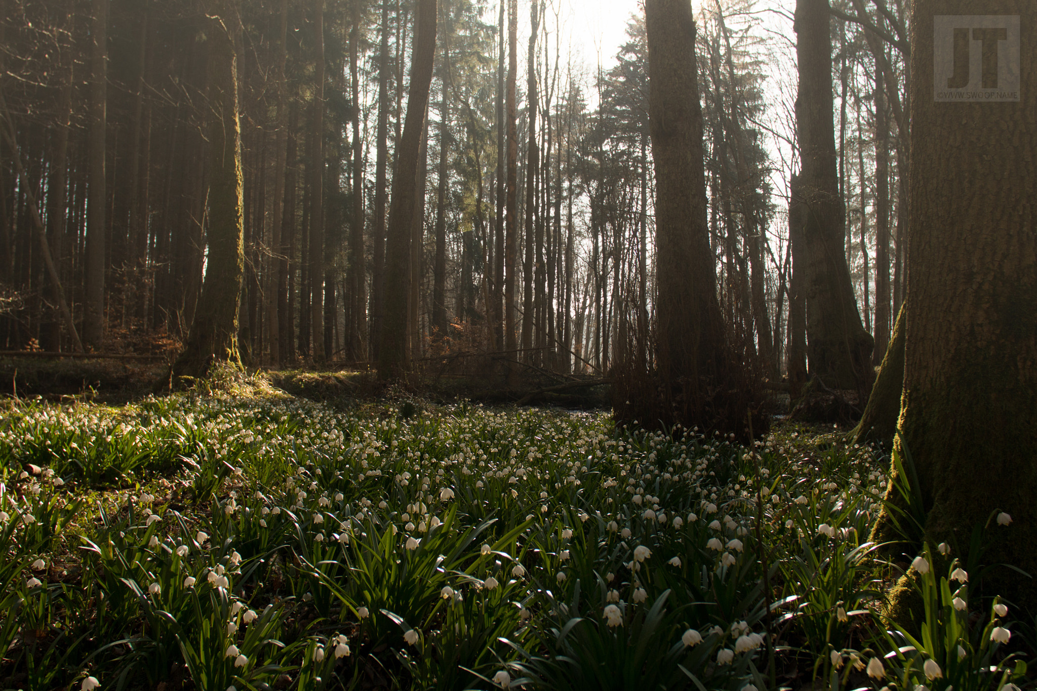 Canon EOS 70D + Canon EF 28mm F2.8 sample photo. Fairytale forest photography