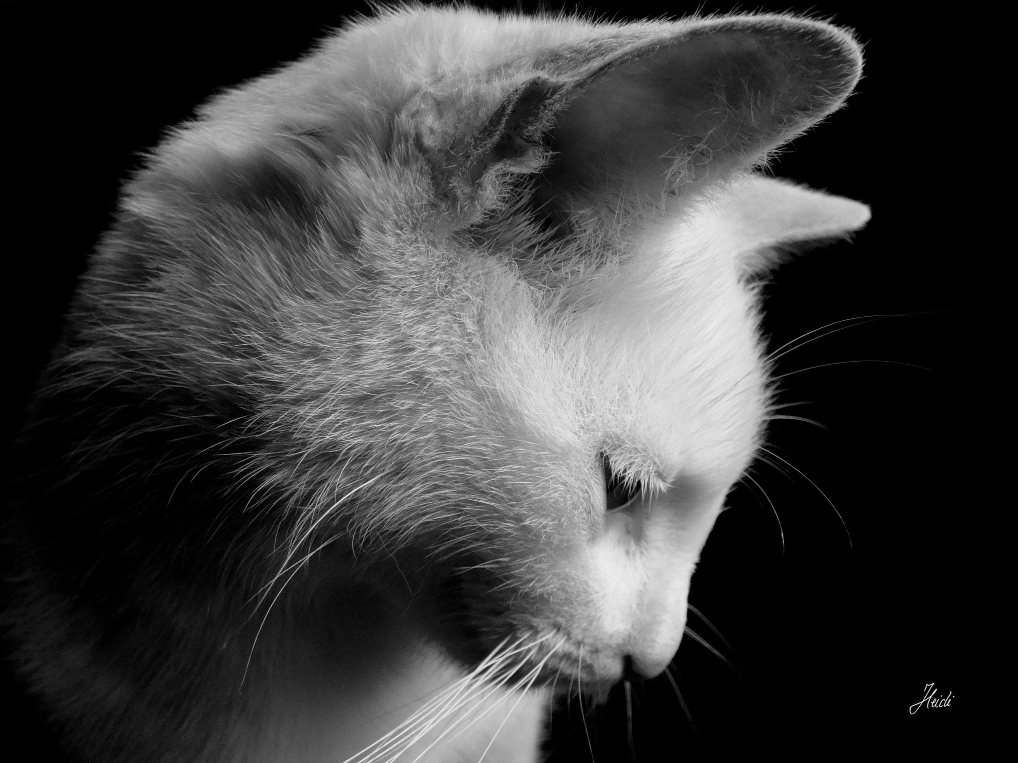 Sony DSC-T77 sample photo. My cat photography