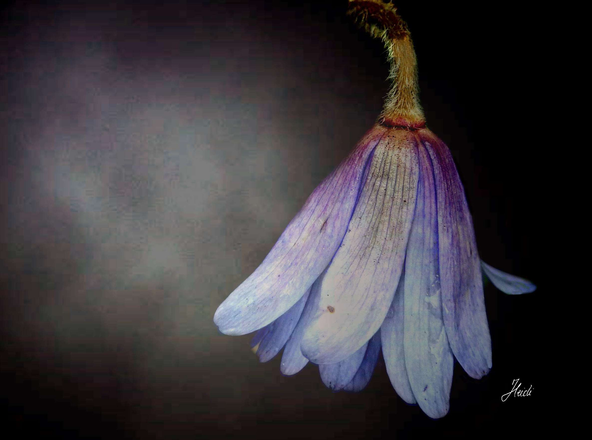 Sony DSC-T77 sample photo. Wood anemone photography