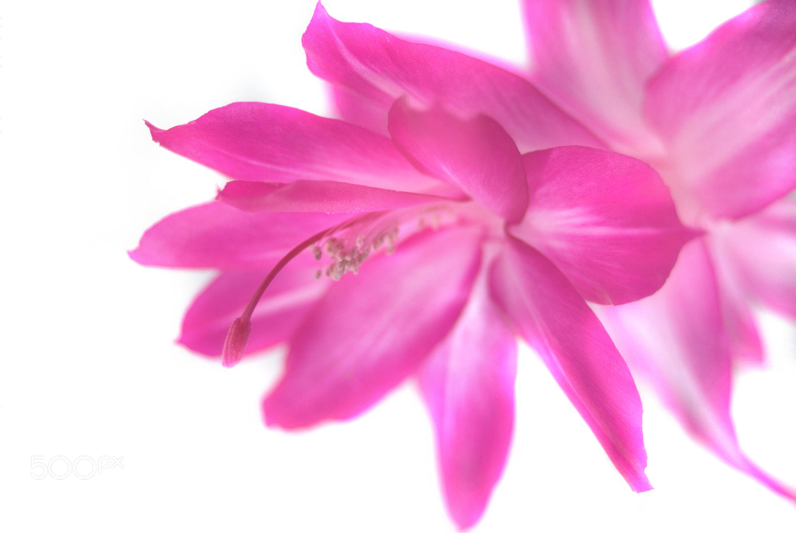 Sigma 28-90mm F3.5-5.6 Macro sample photo. Pink christmas cactus flower photography