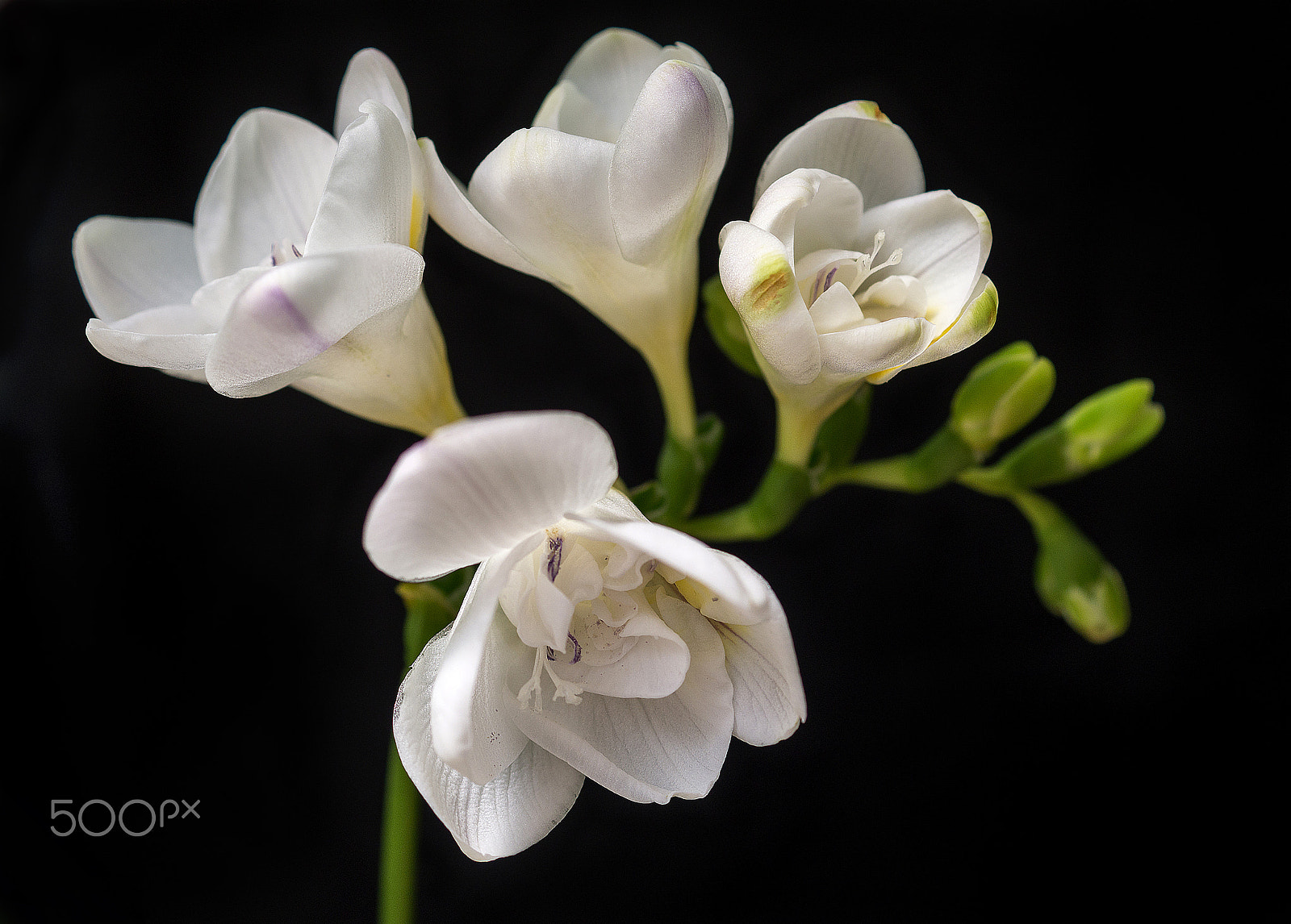 Sony SLT-A58 + Sony DT 30mm F2.8 Macro SAM sample photo. Freesia... photography