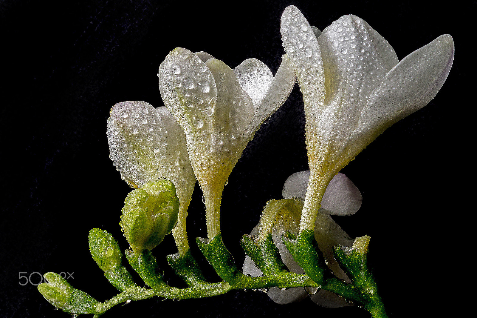 Sony SLT-A58 + Sony DT 30mm F2.8 Macro SAM sample photo. Freesia and drops... photography