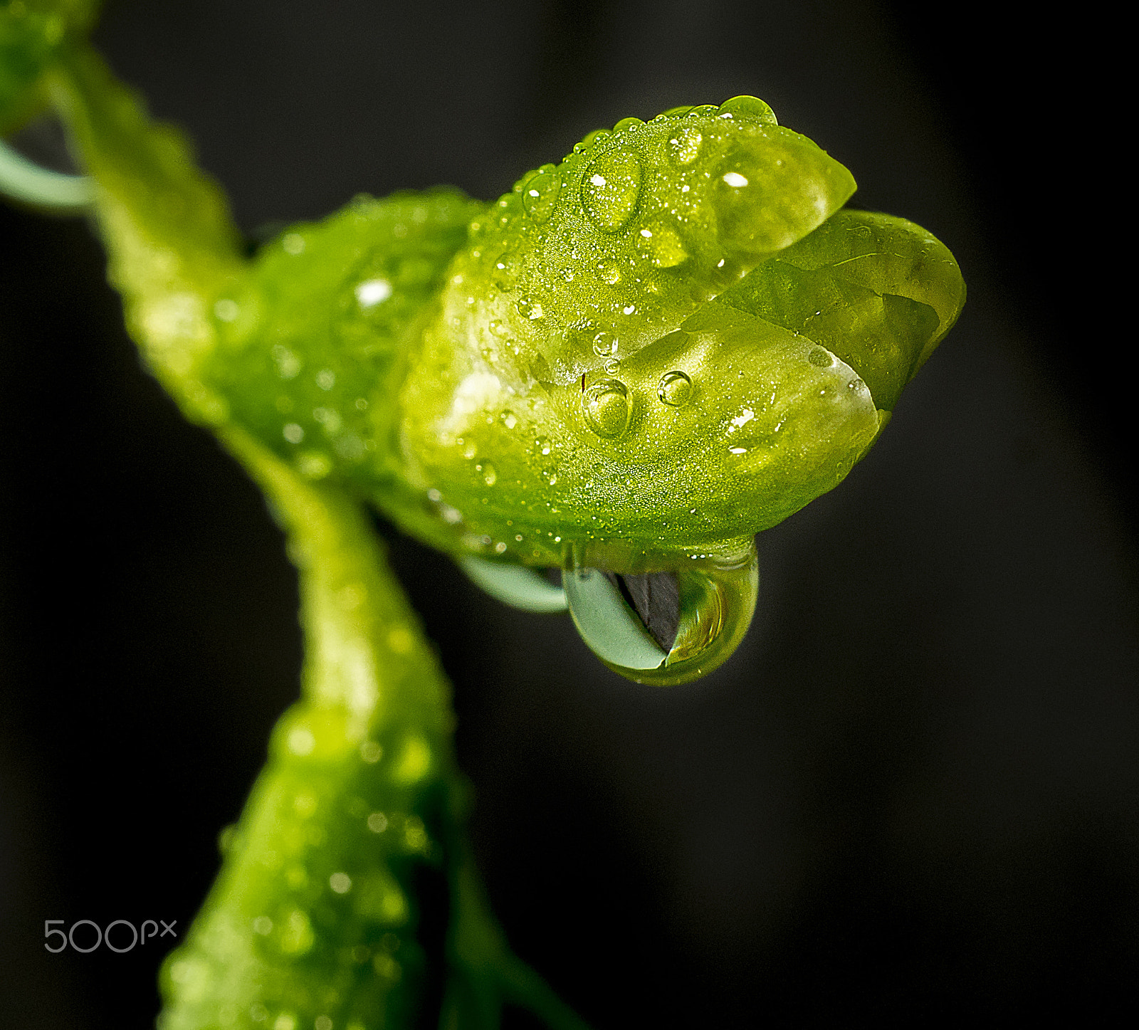 Sony SLT-A58 + Sony DT 30mm F2.8 Macro SAM sample photo. Drop... photography