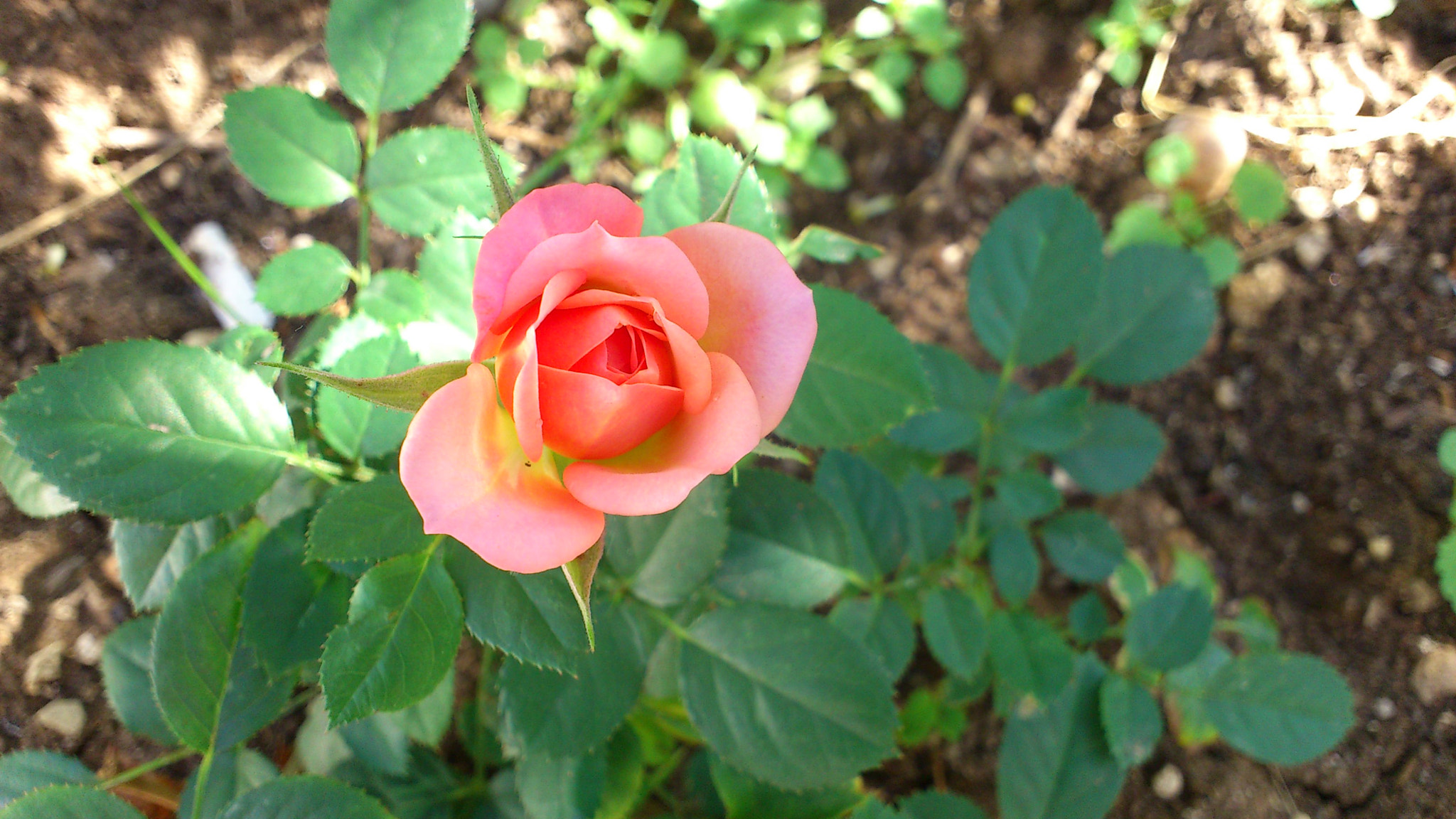 Sony Ericsson Xperia ray sample photo. Dsc_1355.jpg photography