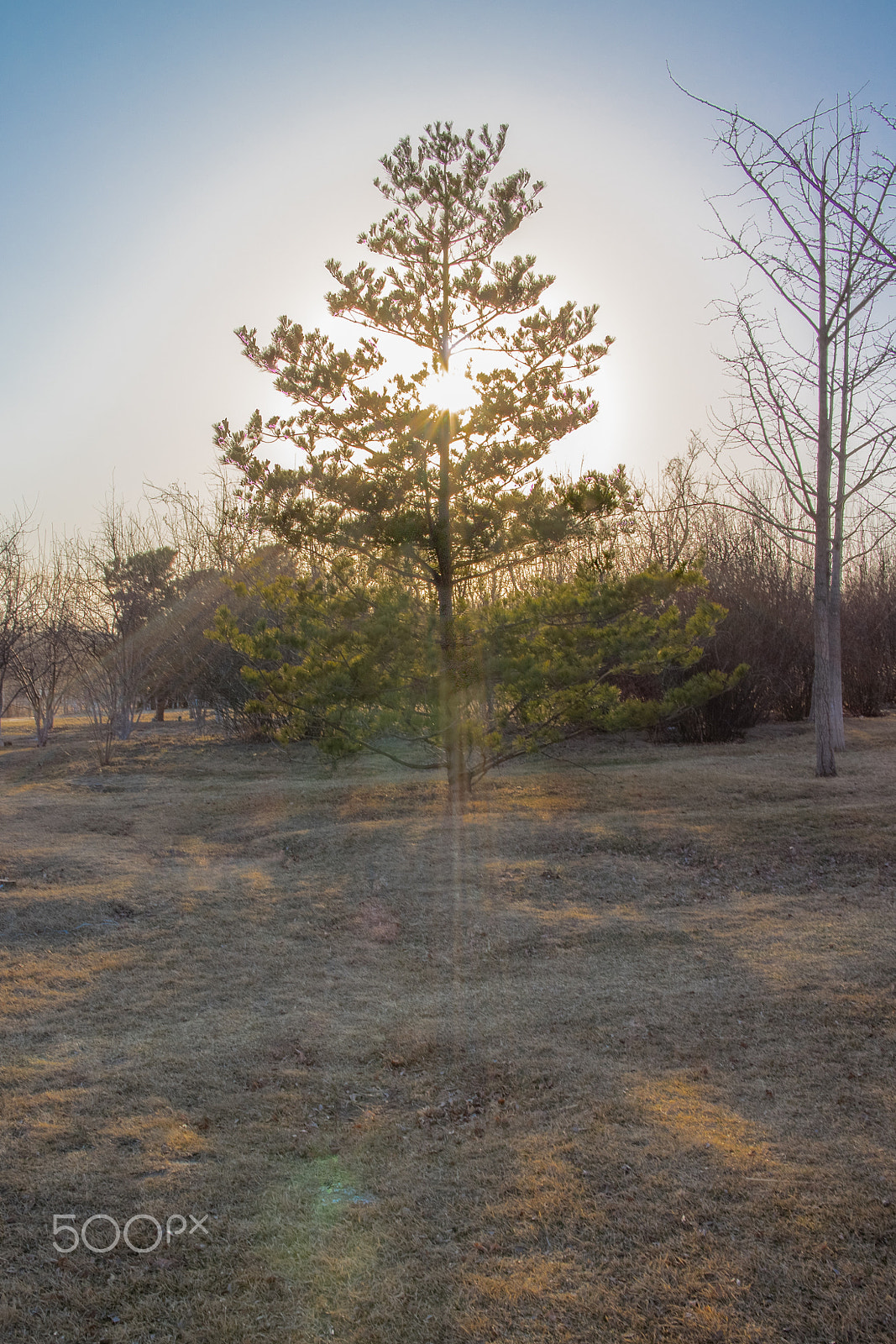 Canon EOS M2 + Canon EF-M 22mm F2 STM sample photo. Tree photography