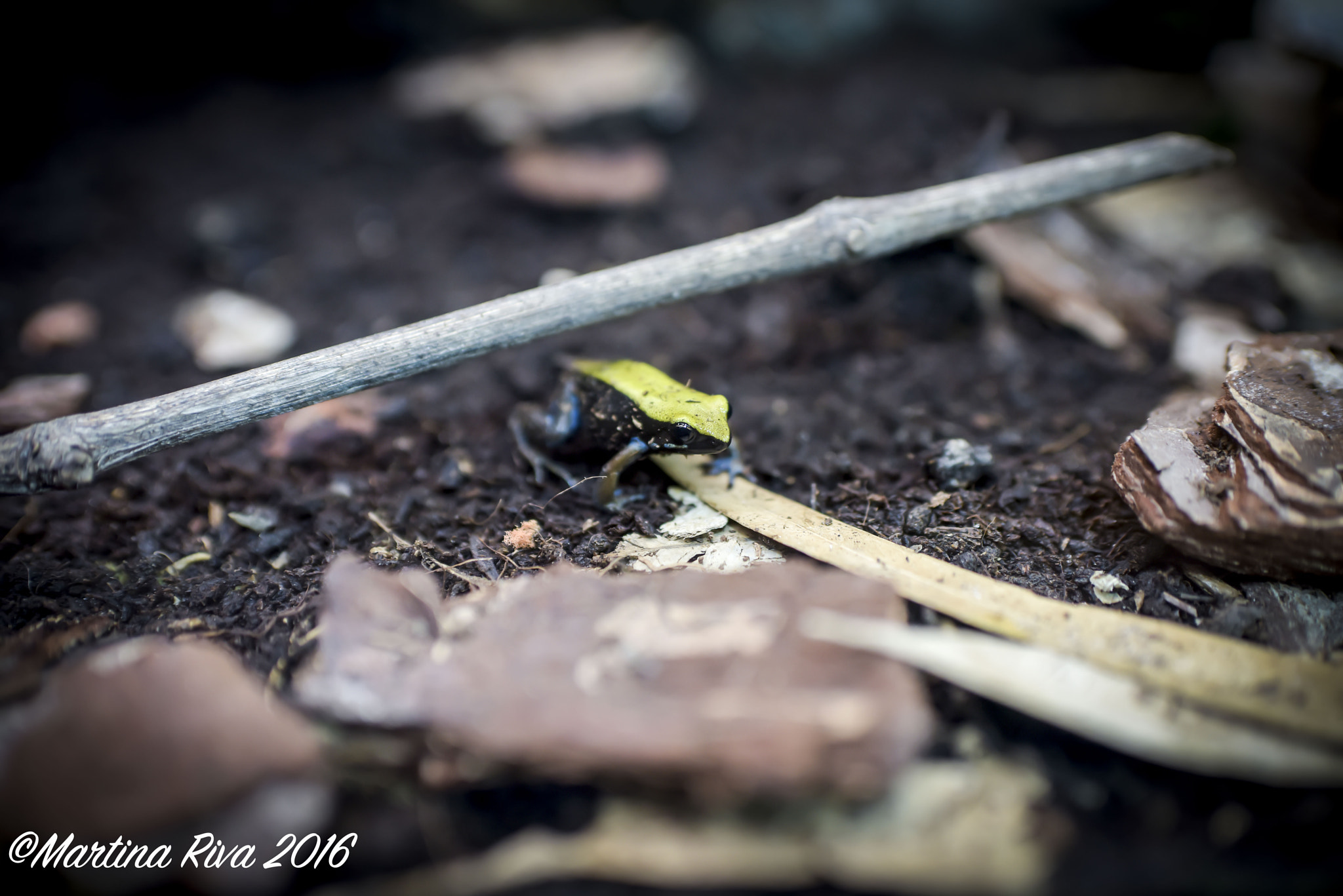 AF-S Nikkor 35mm f/1.8G sample photo. Just a little frog photography