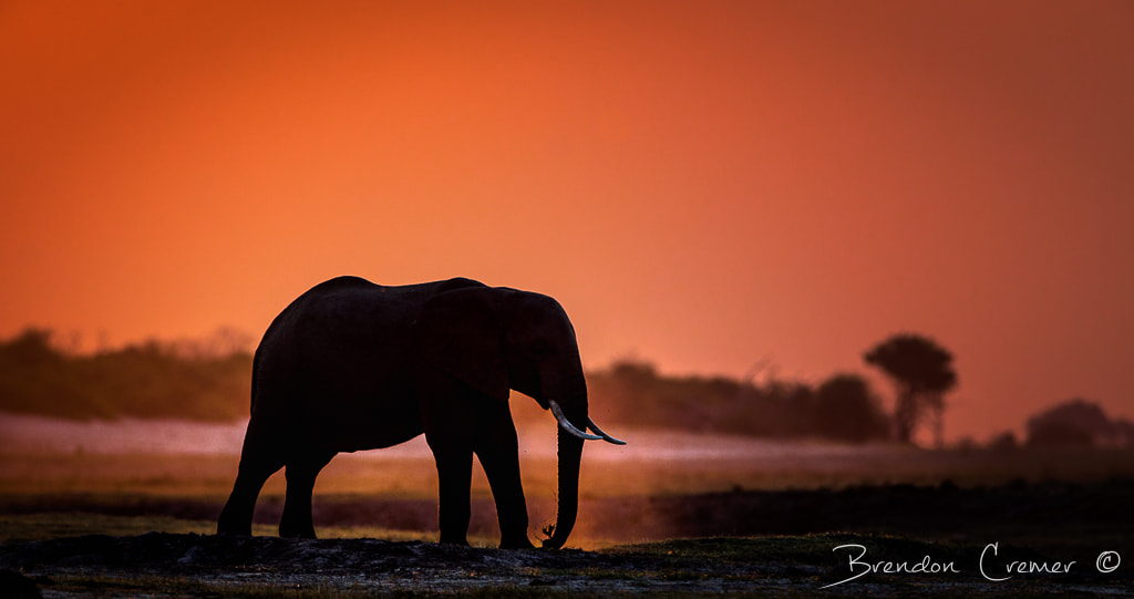 Canon EOS-1D X + Canon EF 600mm f/4L IS sample photo. Elephant silhouette at sunset photography