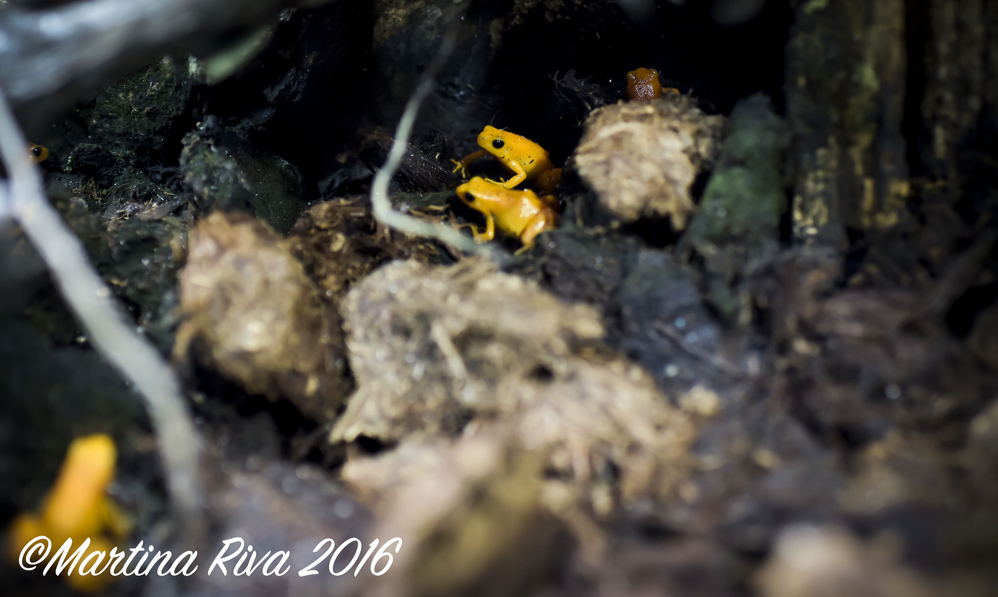 AF-S Nikkor 35mm f/1.8G sample photo. Yellow frogs photography