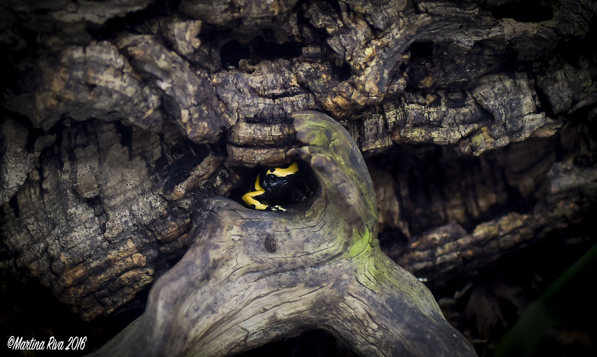 AF-S Nikkor 35mm f/1.8G sample photo. Froggy! photography
