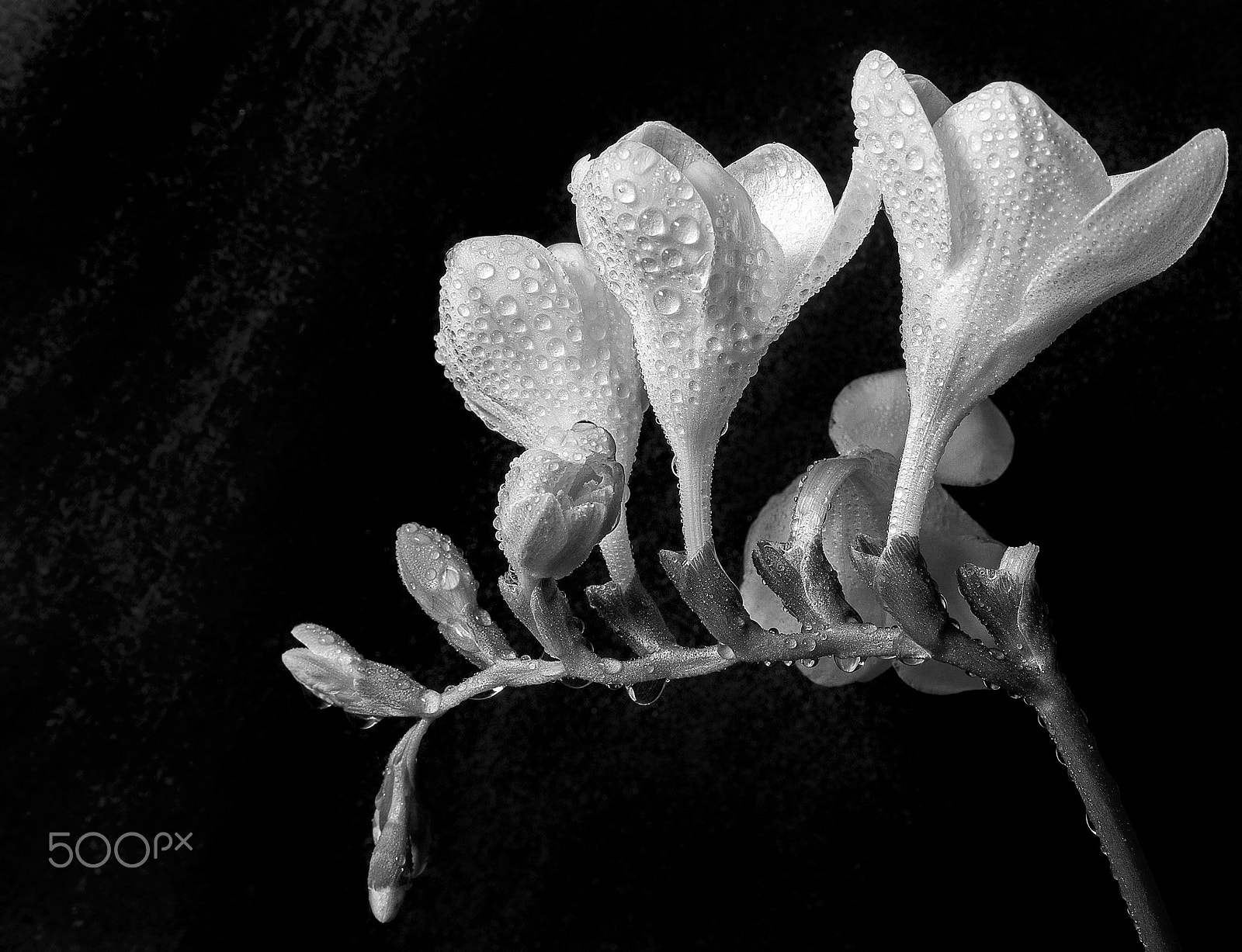 Sony SLT-A58 + Sony DT 30mm F2.8 Macro SAM sample photo. Freesia photography