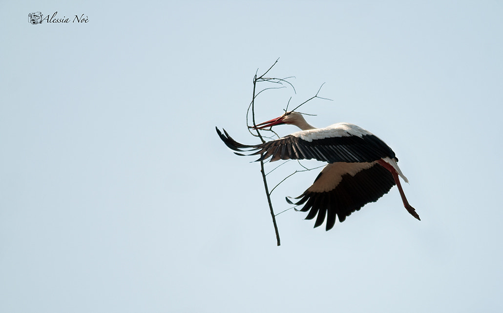 Nikon D300 + Nikon AF-S Nikkor 300mm F4D ED-IF sample photo. Nest preparation photography