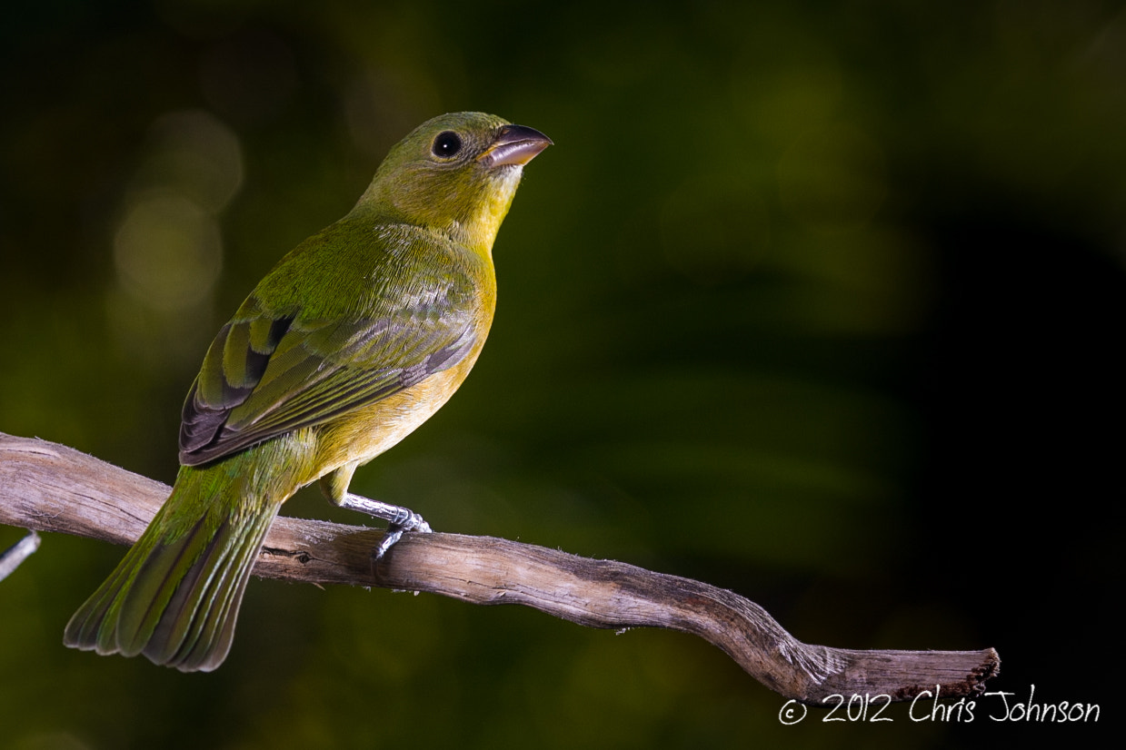 Female painted bunting in Florida by Chris Johnson / 500px