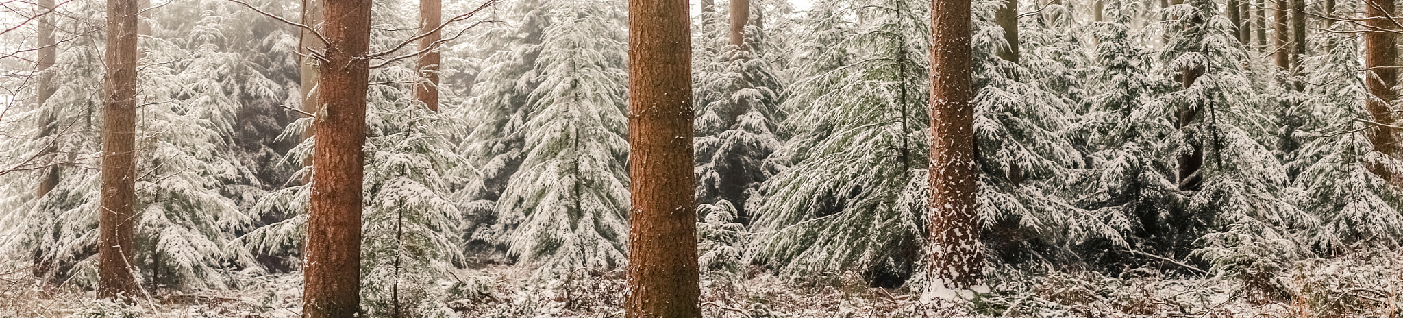 Sony a7R + Minolta AF 50mm F1.4 [New] sample photo. Panorama landscape with pine trees in the snow photography