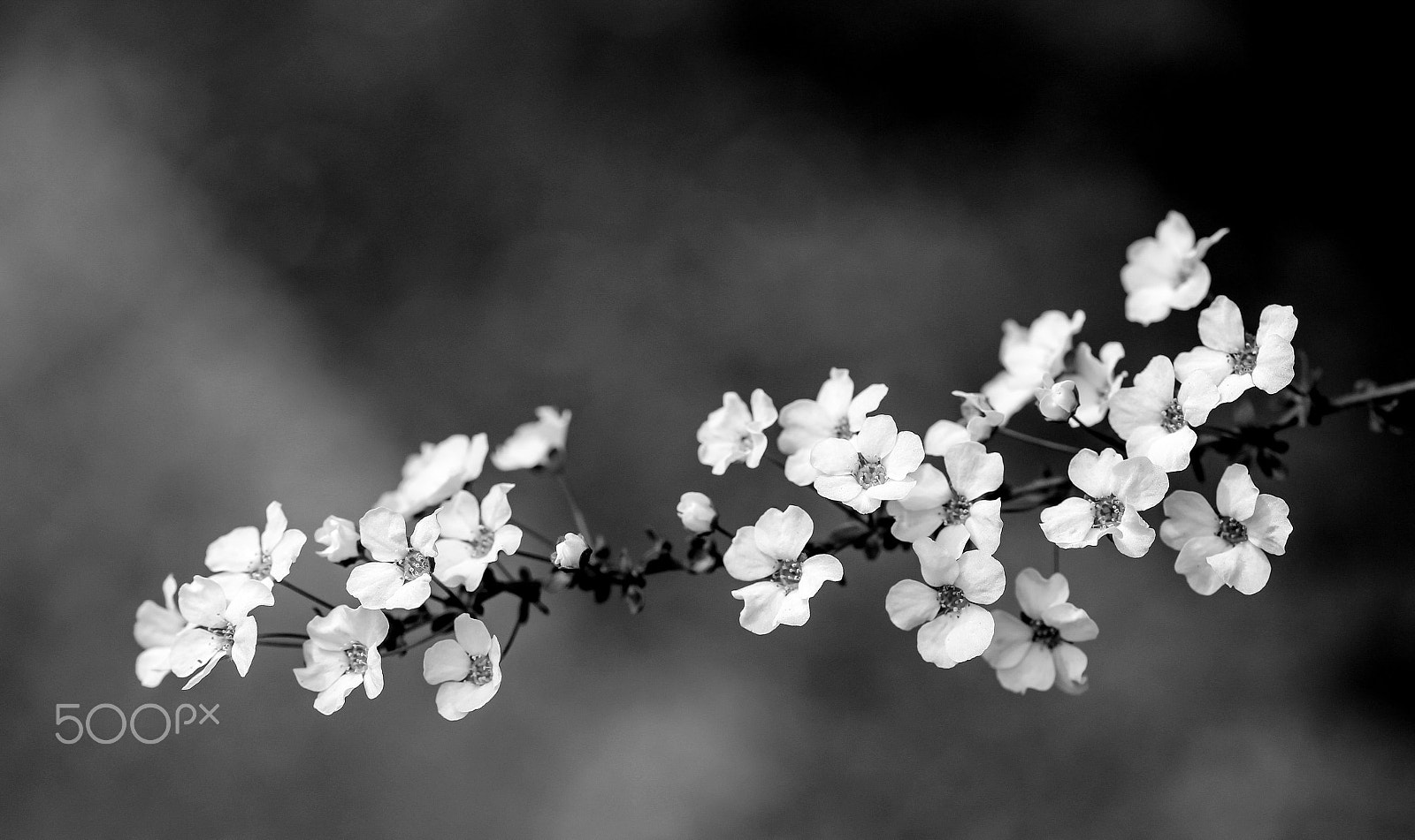 Sigma 105mm F2.8 EX DG OS HSM sample photo. Flourish photography