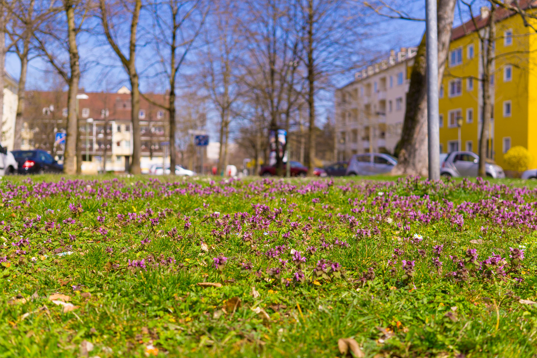 Sony a5100 + Sigma 30mm F2.8 EX DN sample photo. Nature in the city photography